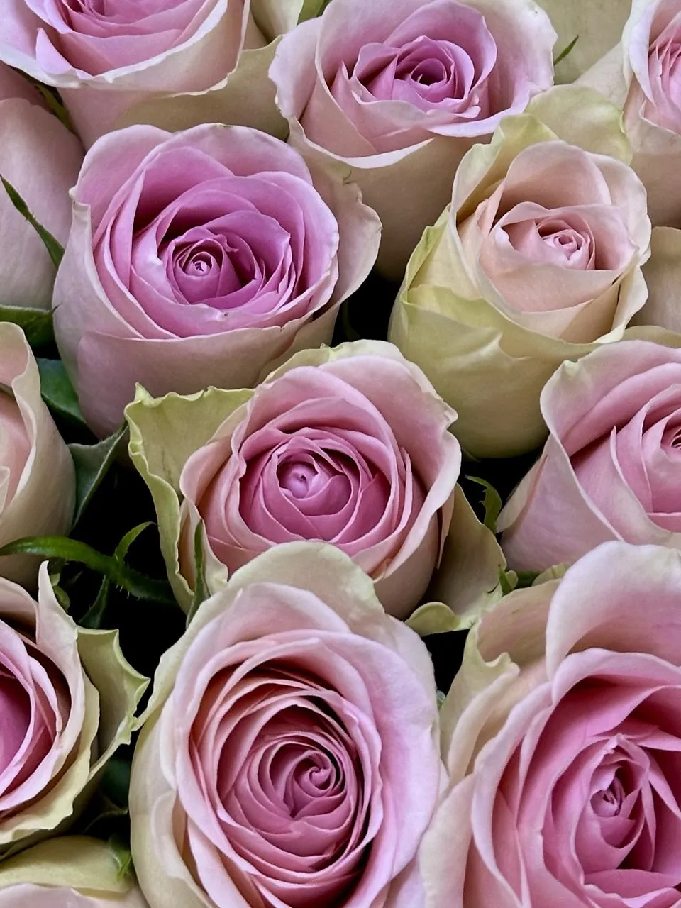 Роза 101 розовая роза по цене 26669 ₽ - купить в RoseMarkt с