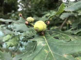 Городская баня №2