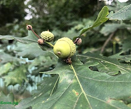 Общее отделение