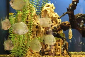 Сауна Пиранья