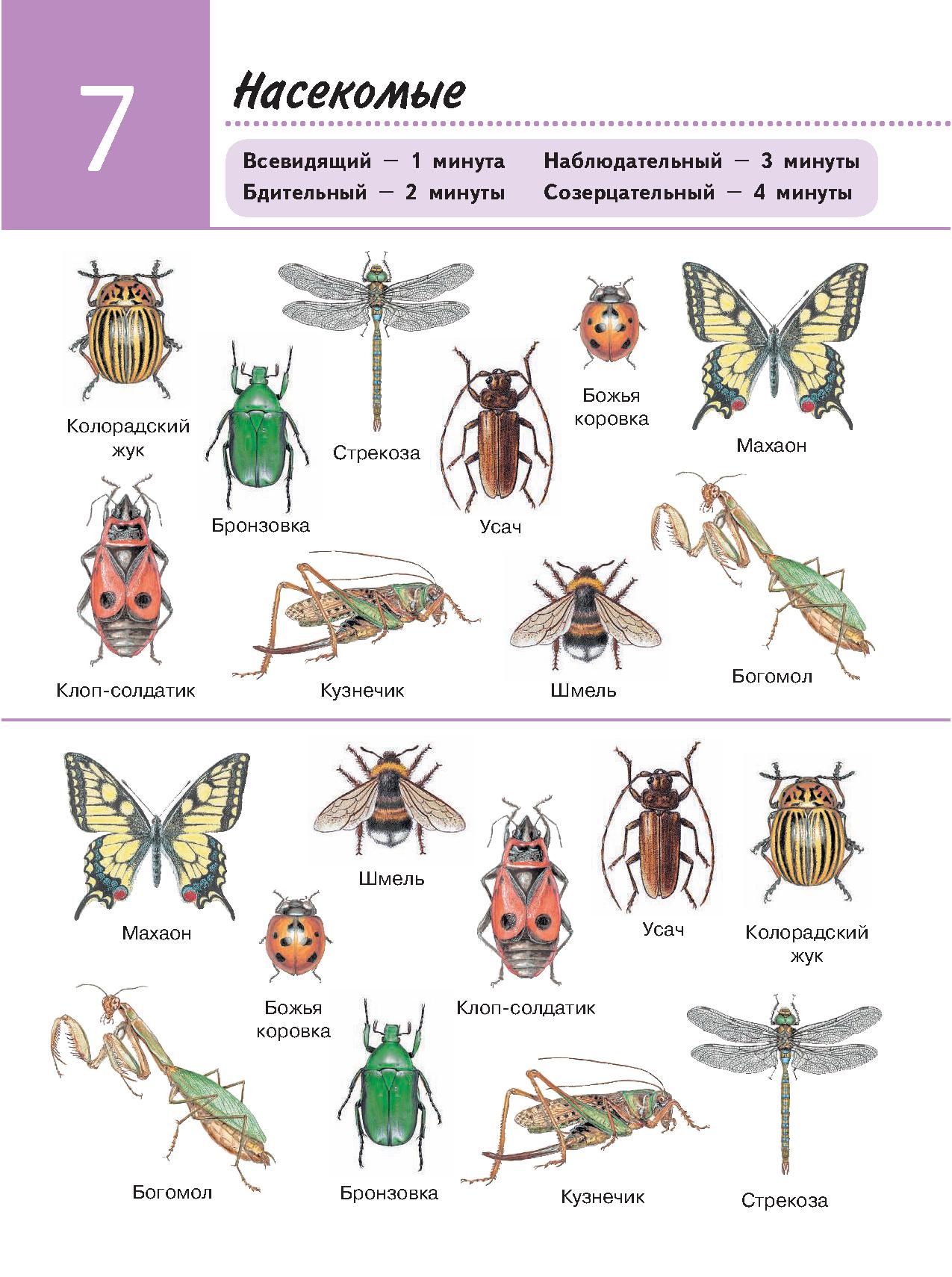 К какому типу относят насекомых. Насекомые примеры. Урок биологии насекомые. Найди названия насекомых. Насекомые список с картинками.