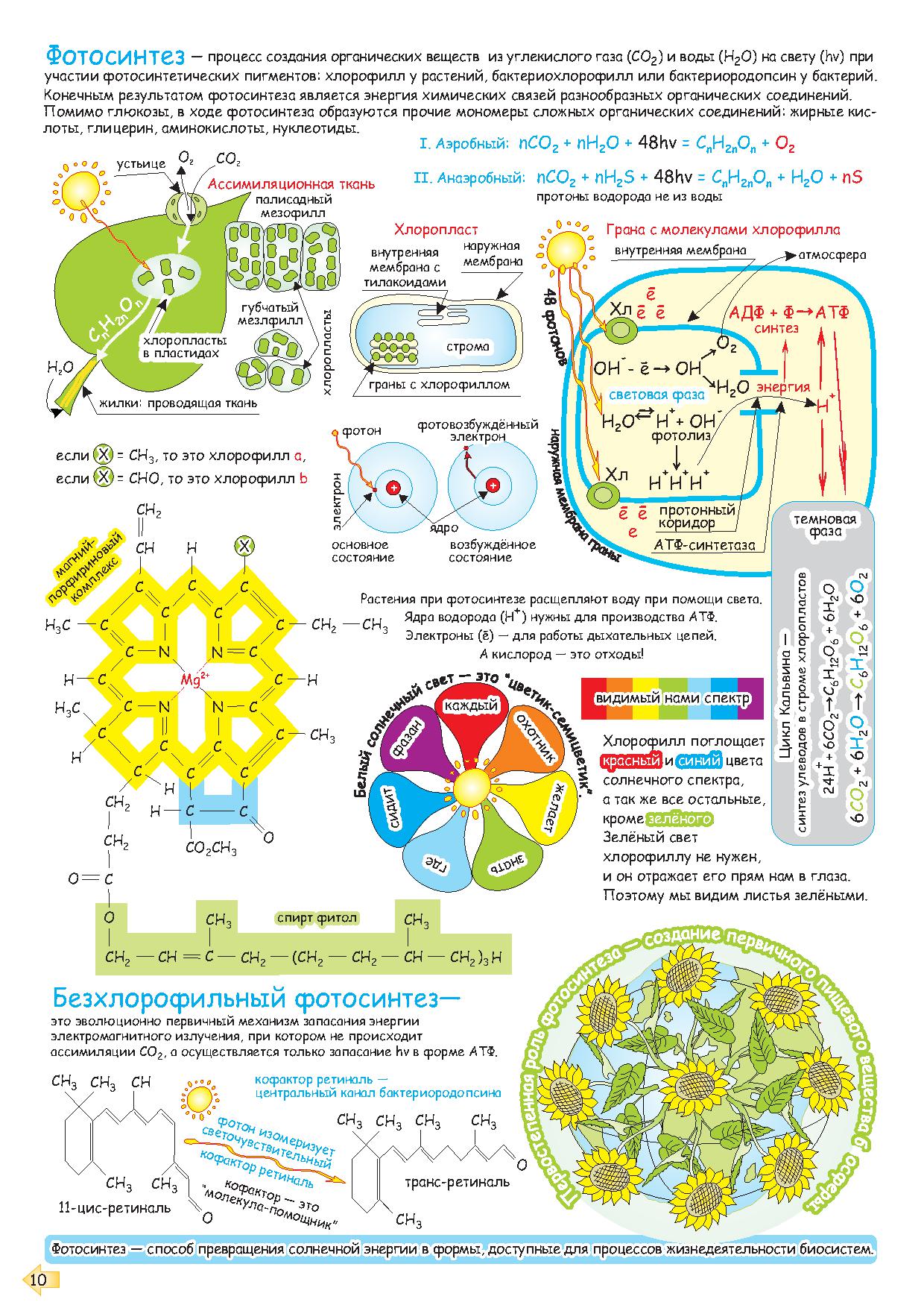 Схема фотосинтеза егэ биология 2023. Фотосинтез ЕГЭ биология. Фотосинтез для ЕГЭ по биологии. Темновая фаза фотосинтеза ЕГЭ. Фотосинтез инфографика.