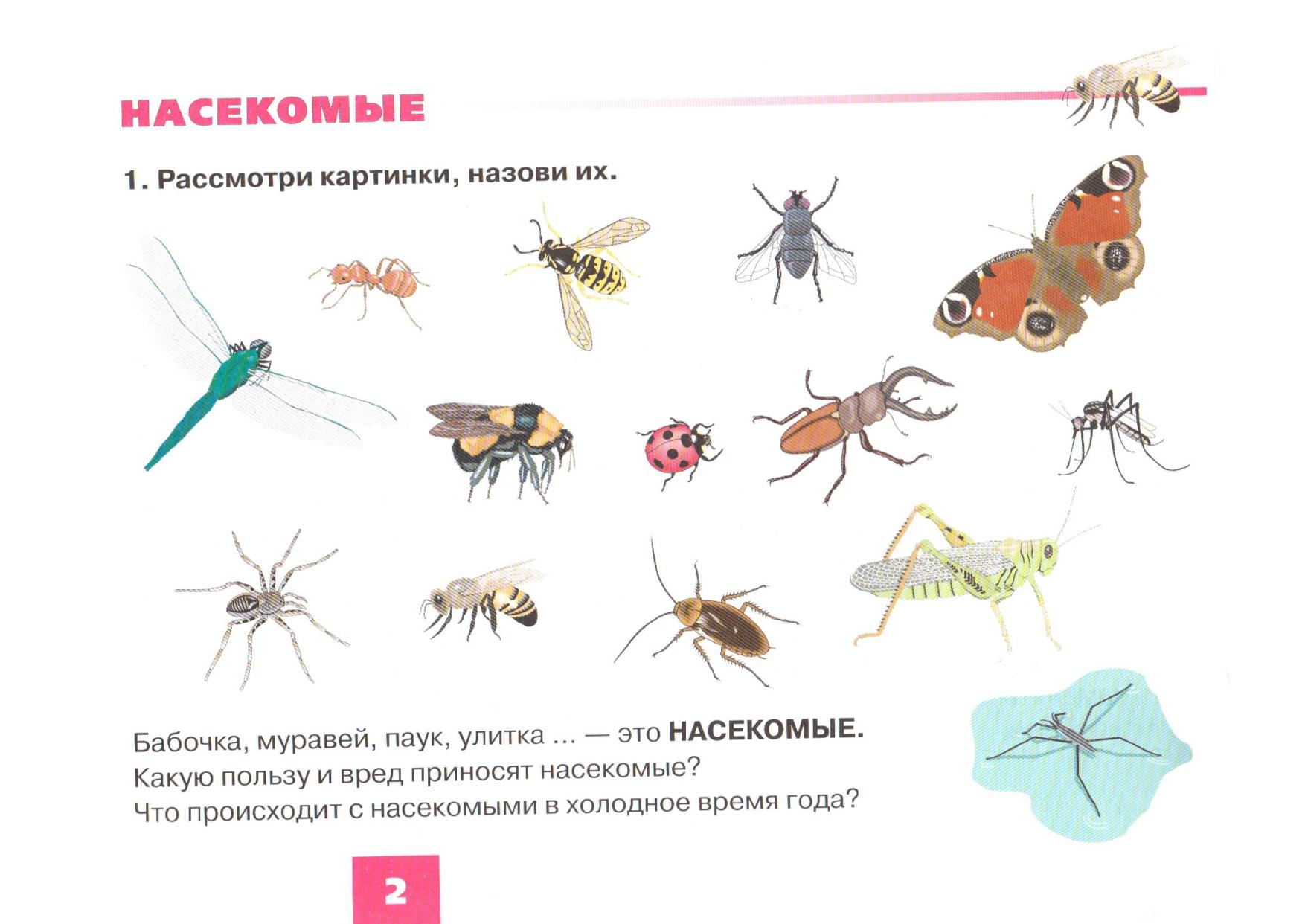 Скачать материал насекомые с названиями
