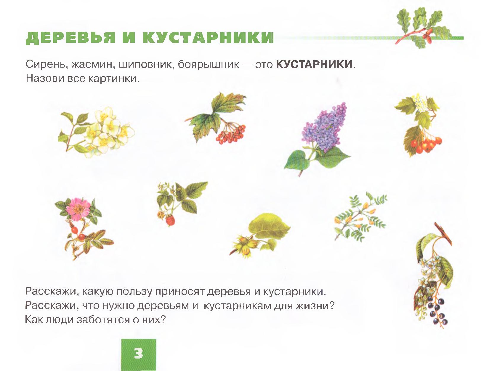 Логопедическое занятие на тему цветы презентация