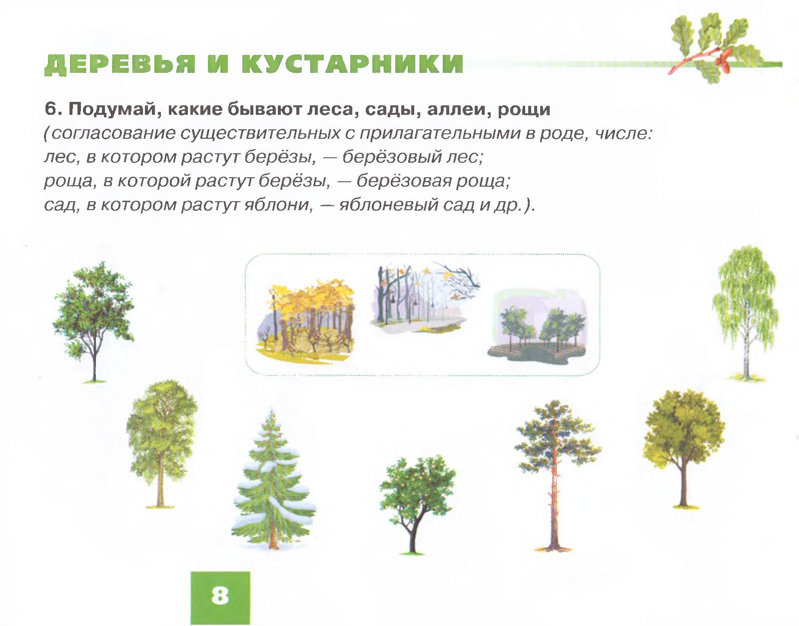 Кустарники деревья презентация