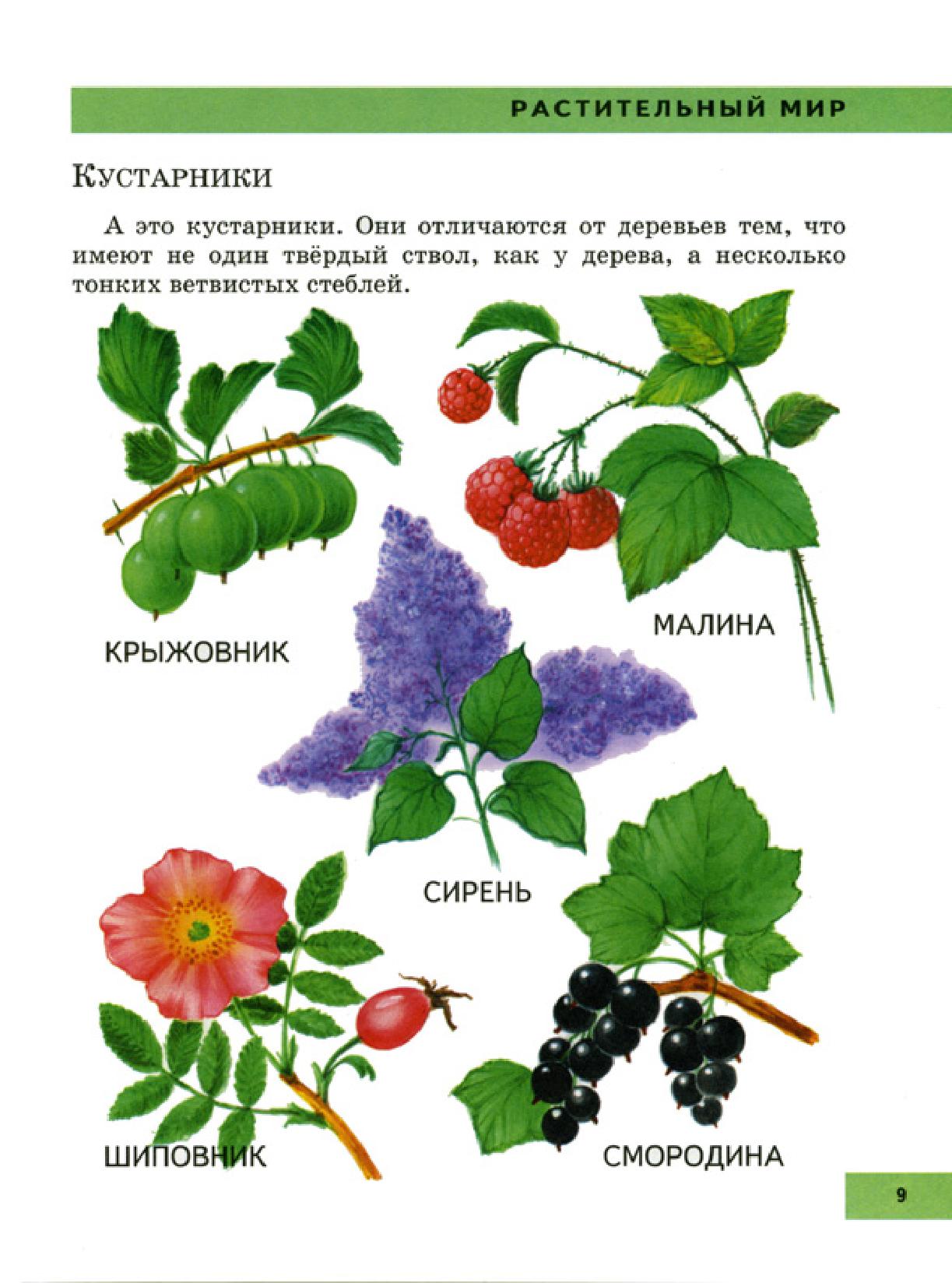 Кустарники в картинках для детей с названиями