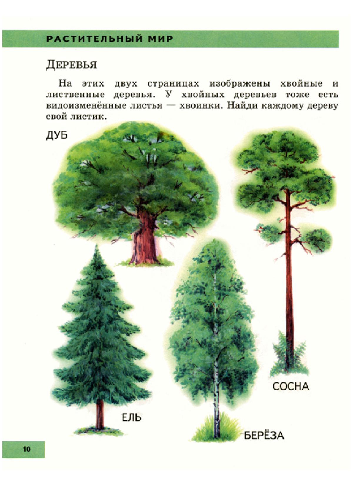 Периоды роста сосны обыкновенной. Размер хвойных деревьев. Лиственница сибирская шишки описание. Ель обыкновенная диаметр кроны. Форма чешуек шишки сосны сибирской.