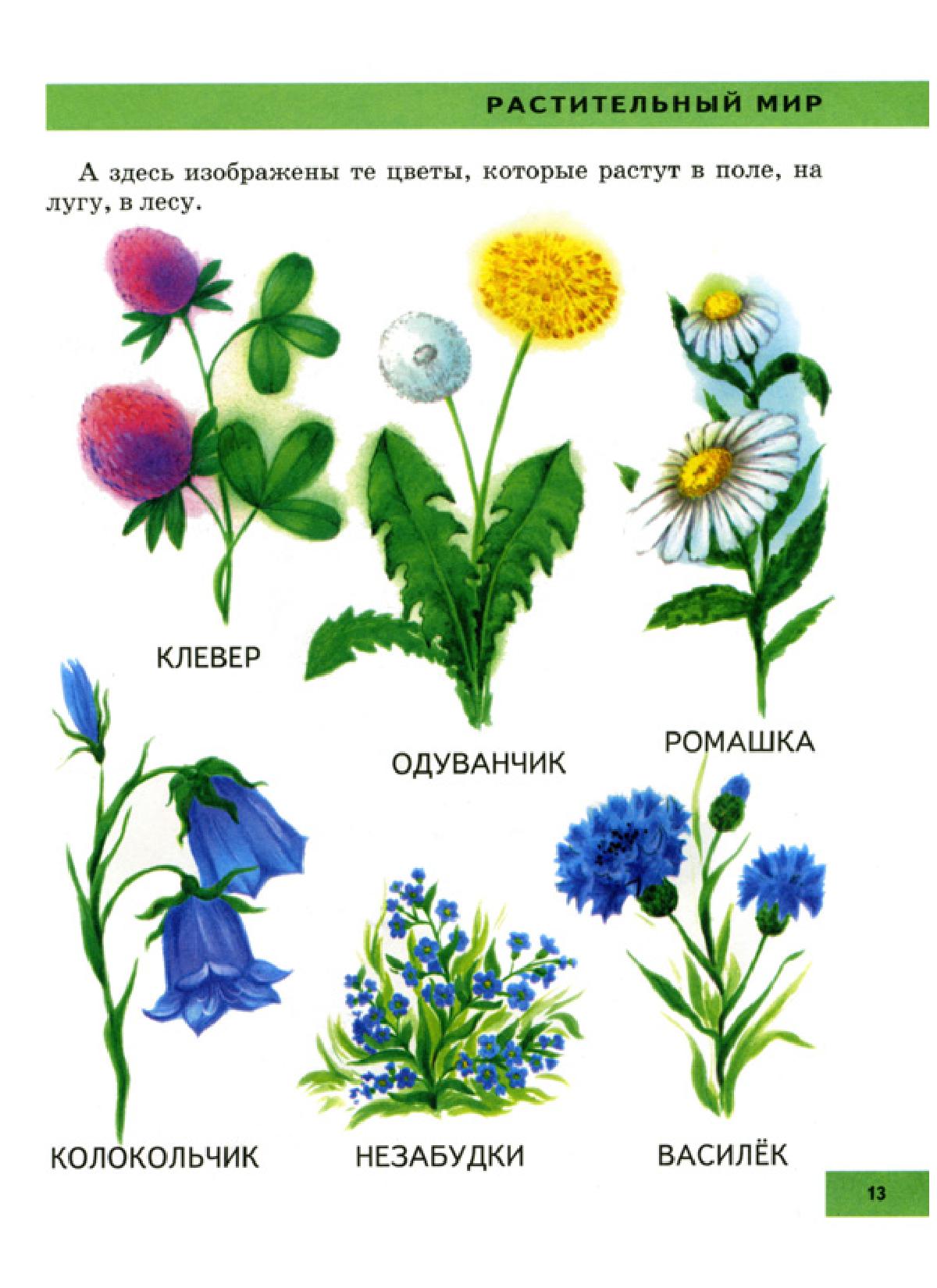 Полевые цветы детям картинки
