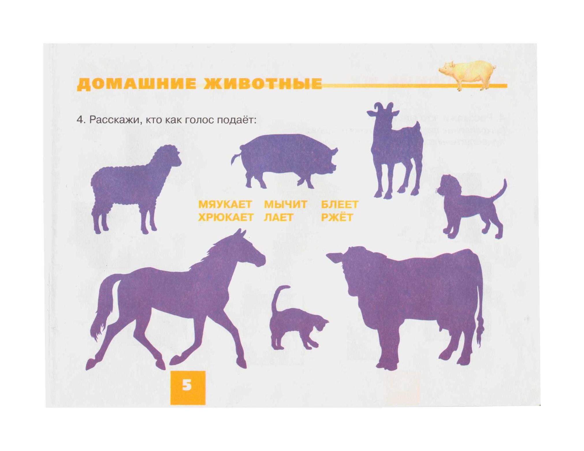 Занятие Домашние Животные Старшая Группа