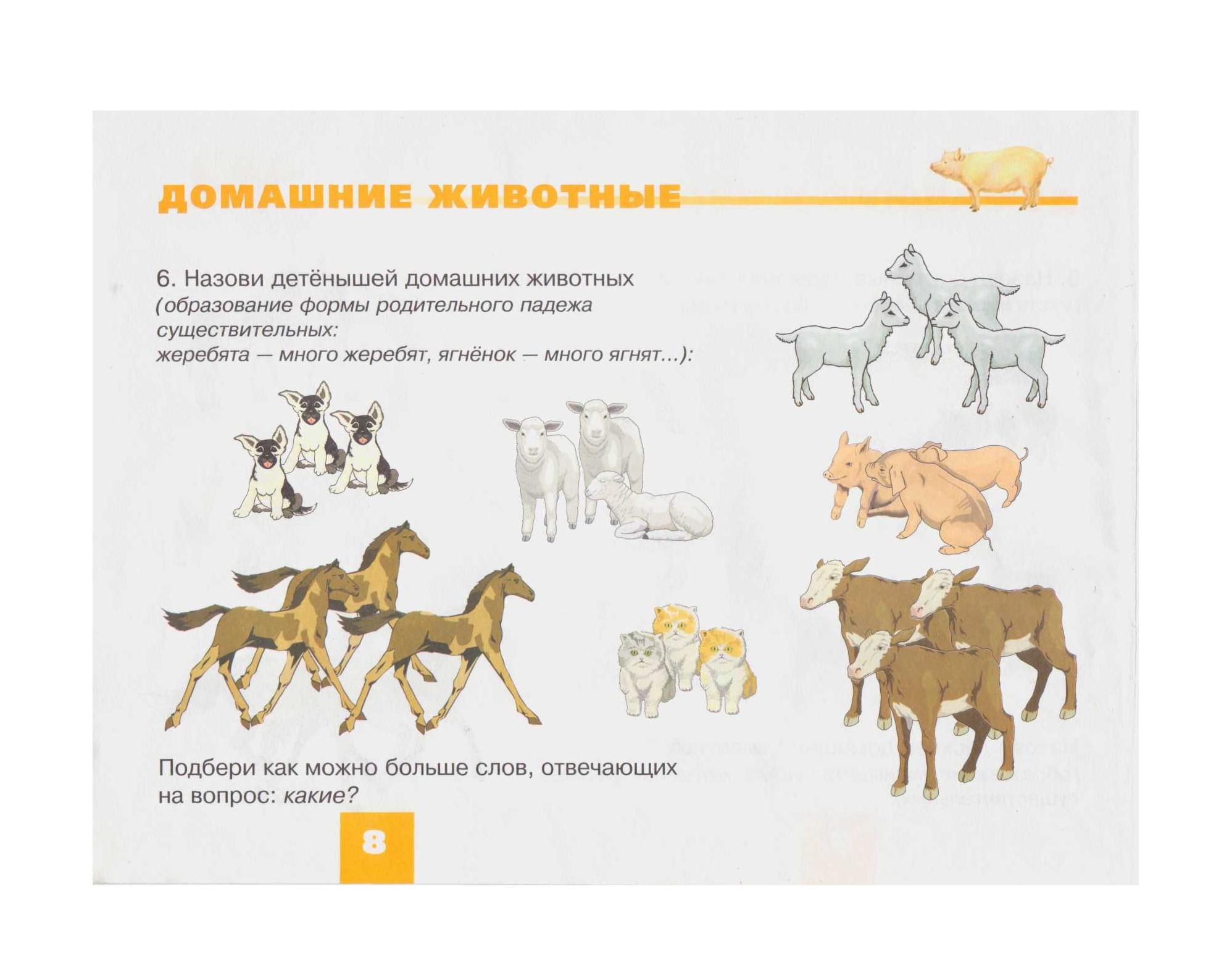 Эксперименты На Тему Домашние Животные