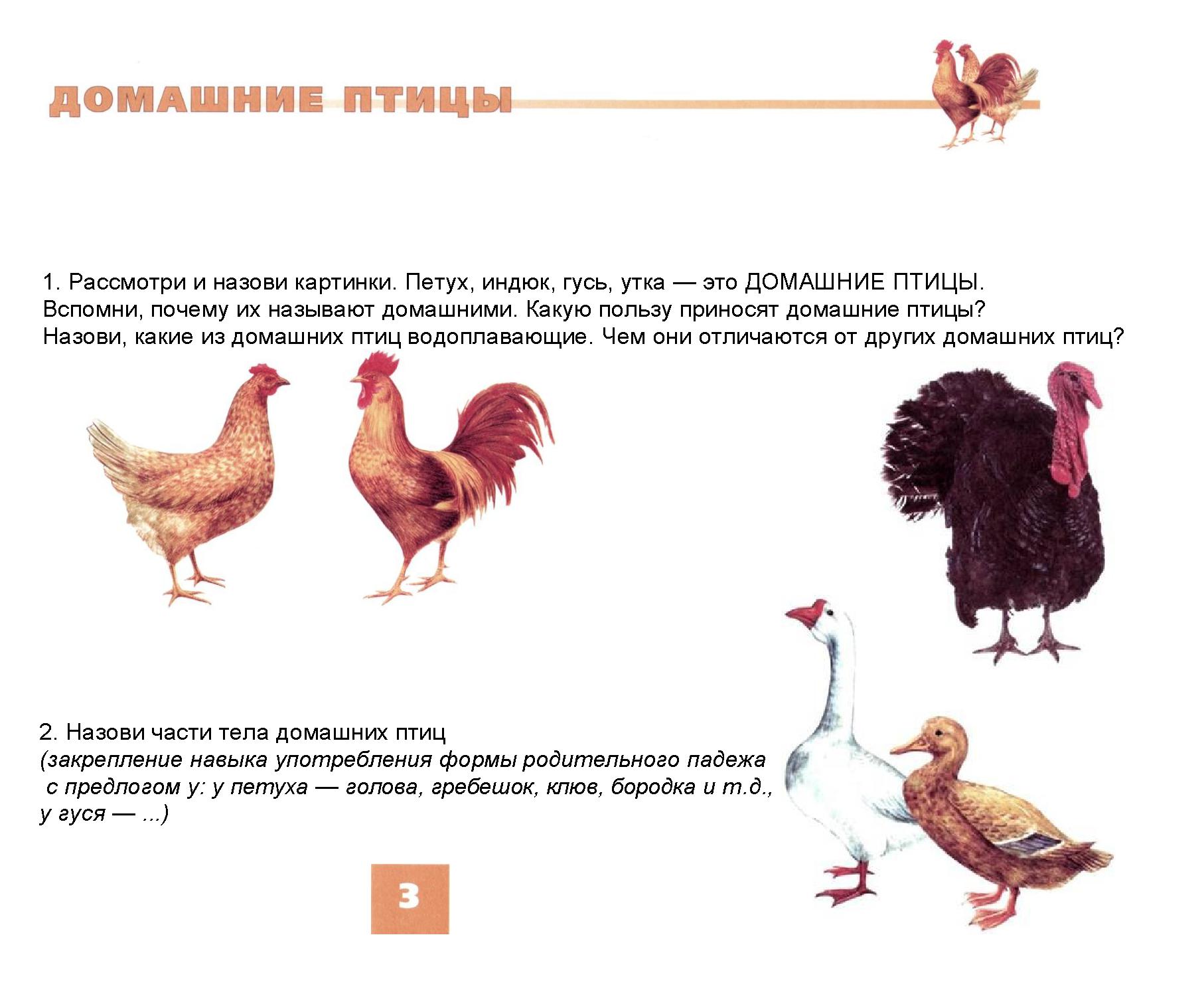 Домашние птицы дидактические игры 5-7 лет