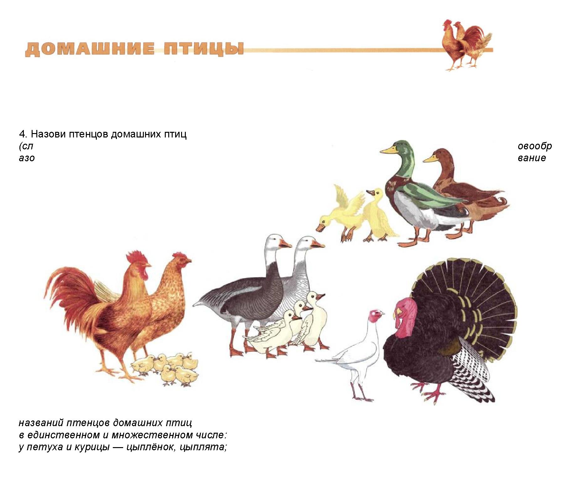 Окружающий мир домашняя птица. Домашняя птица. Домашние птицы картинки для детей. Домашние птицы для дошкольников. Домашние птицы названия.