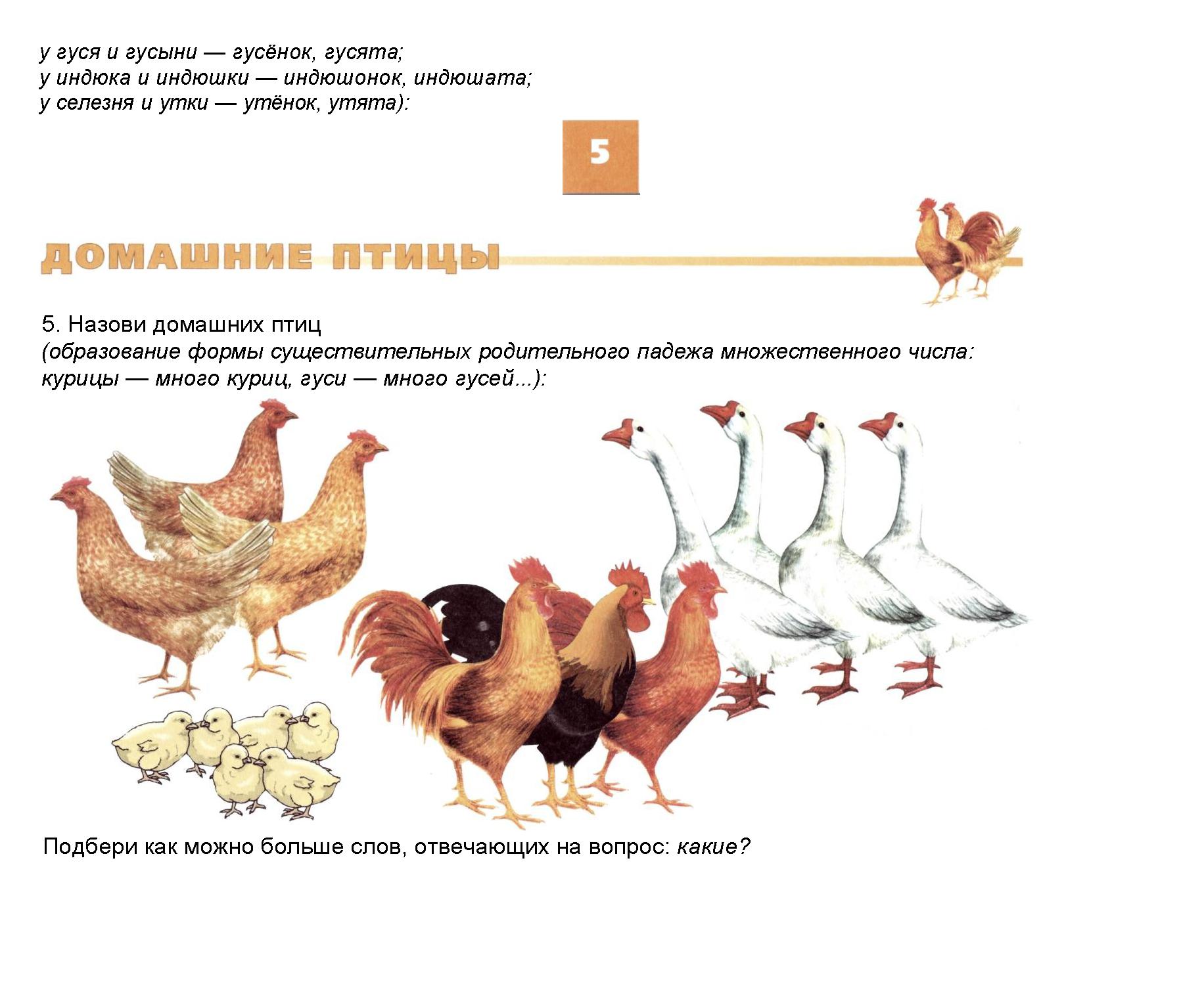 Среди популяции кур из 200 особей 9. Домашние птицы. Тема домашние птицы. Домашние задания домашние птицы. Домашние птицы для дошкольников.