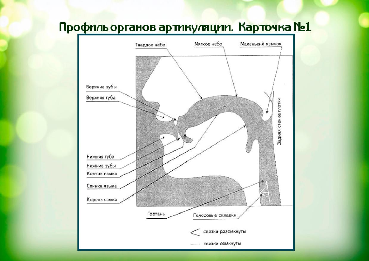 Строение артикуляционного аппарата презентация