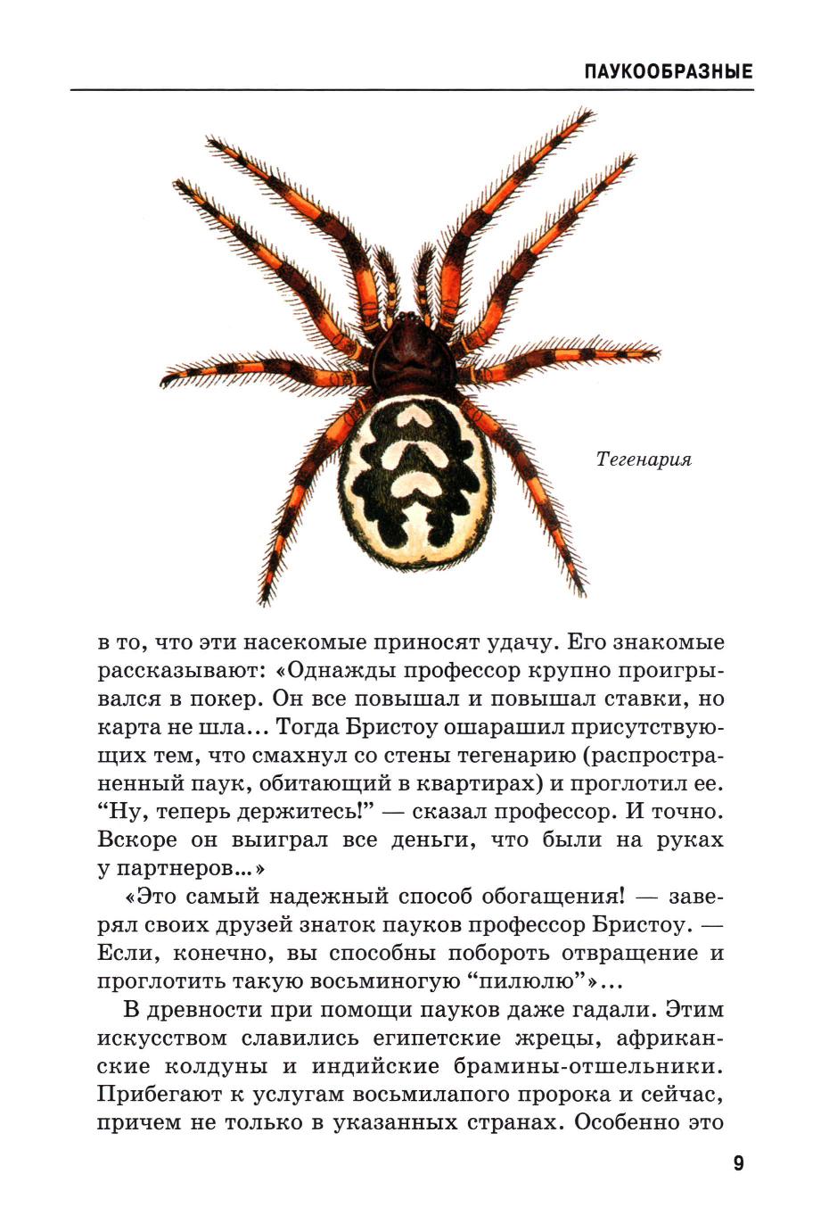 Клещ это паукообразное. Паук клещ. Клещи пауки. Оса Паучий ястреб. Как выглядит частотный зудень (паук).