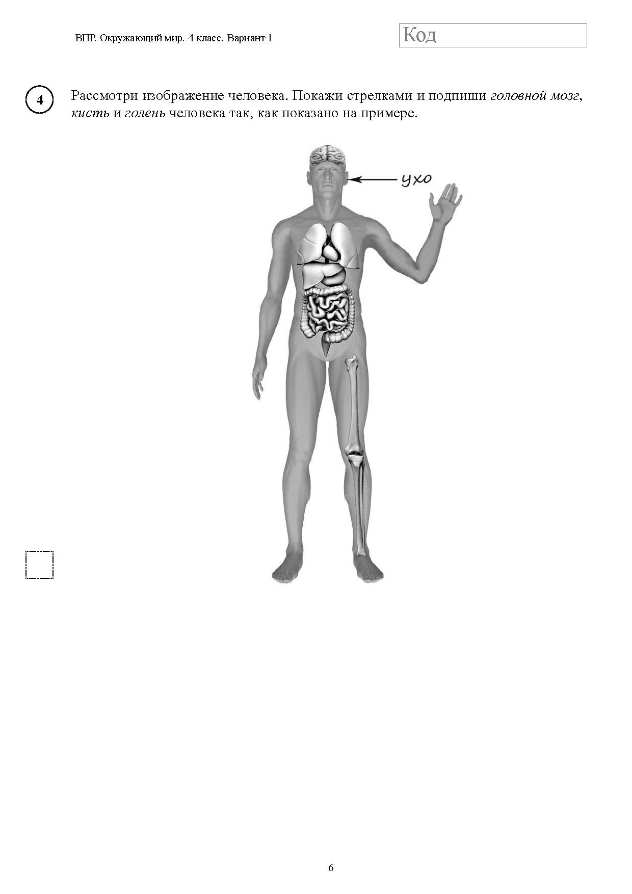 Части тела ВПР 4 класс окружающий мир. ВПР 4 класс окружающий мир 2019 задание 11. Стобальник ру впр