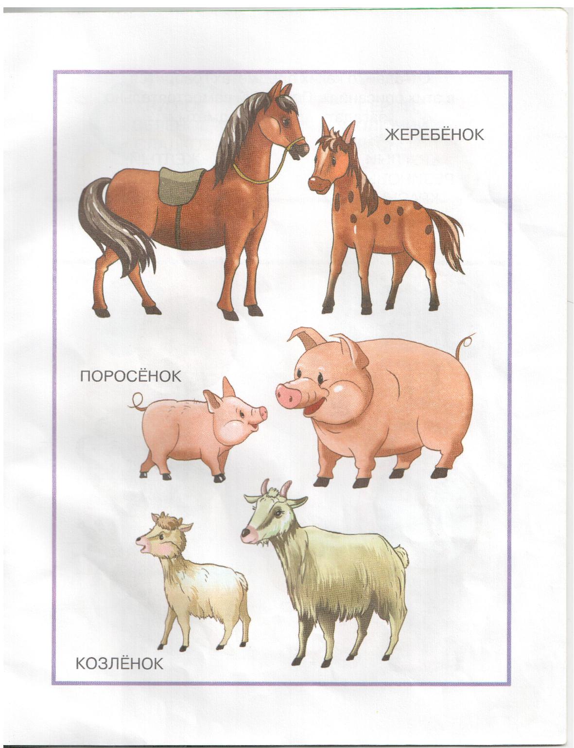 детеныш лошади как называется. животные и детеныши задания для дошкольников. как называется лошадь. детёныш лошади как называется. стих про жеребёнка.
