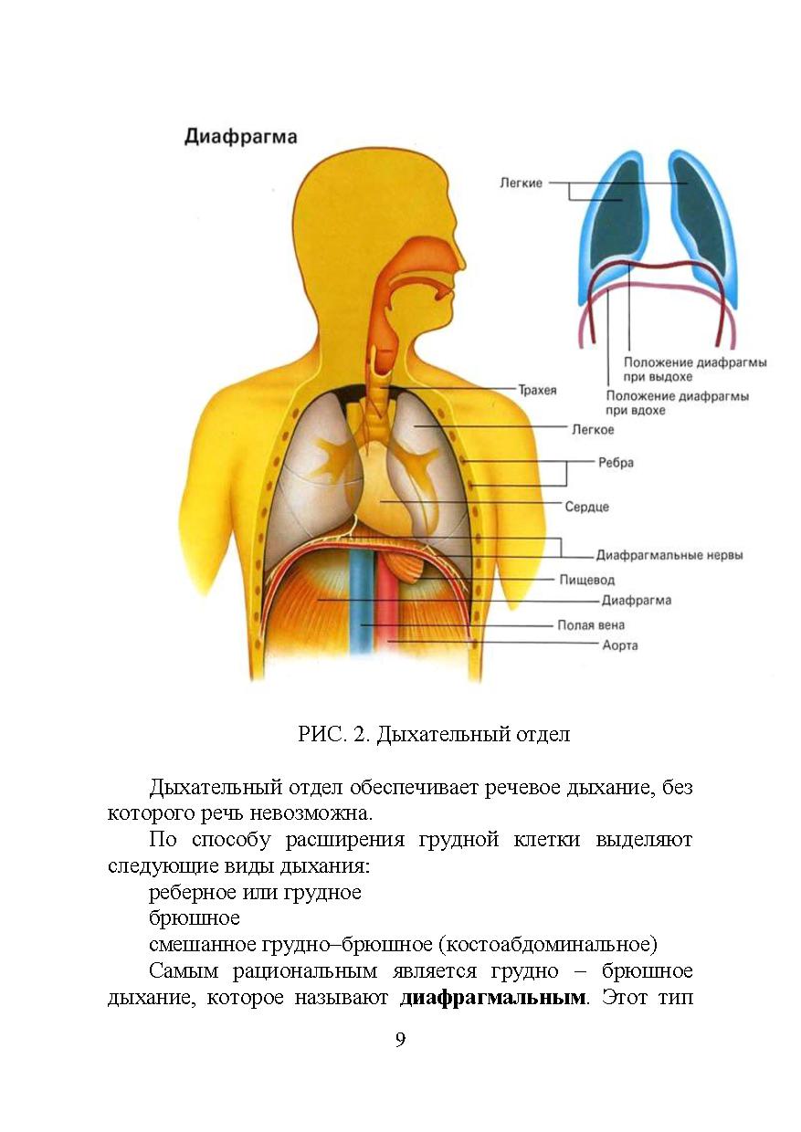 Три диафрагмы у человека