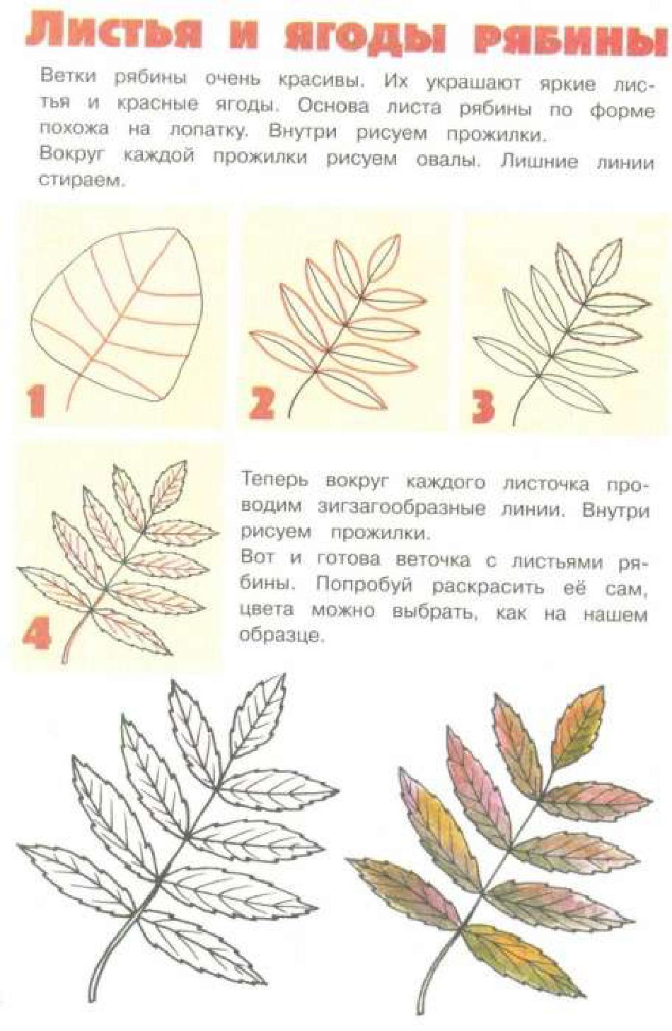 Алгоритм рябина