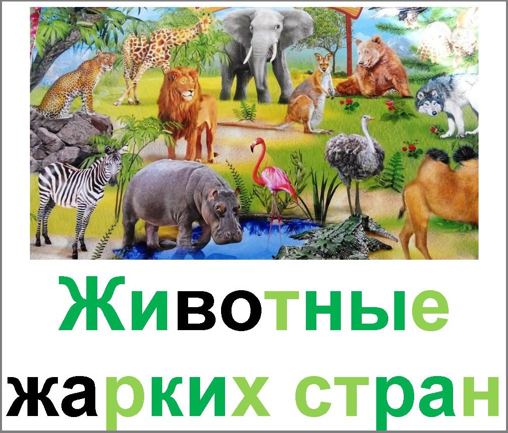 животные жарких стран. животные аырикидля детей. животные жарких стран. животные жарких стран для детей. африка для малышей.