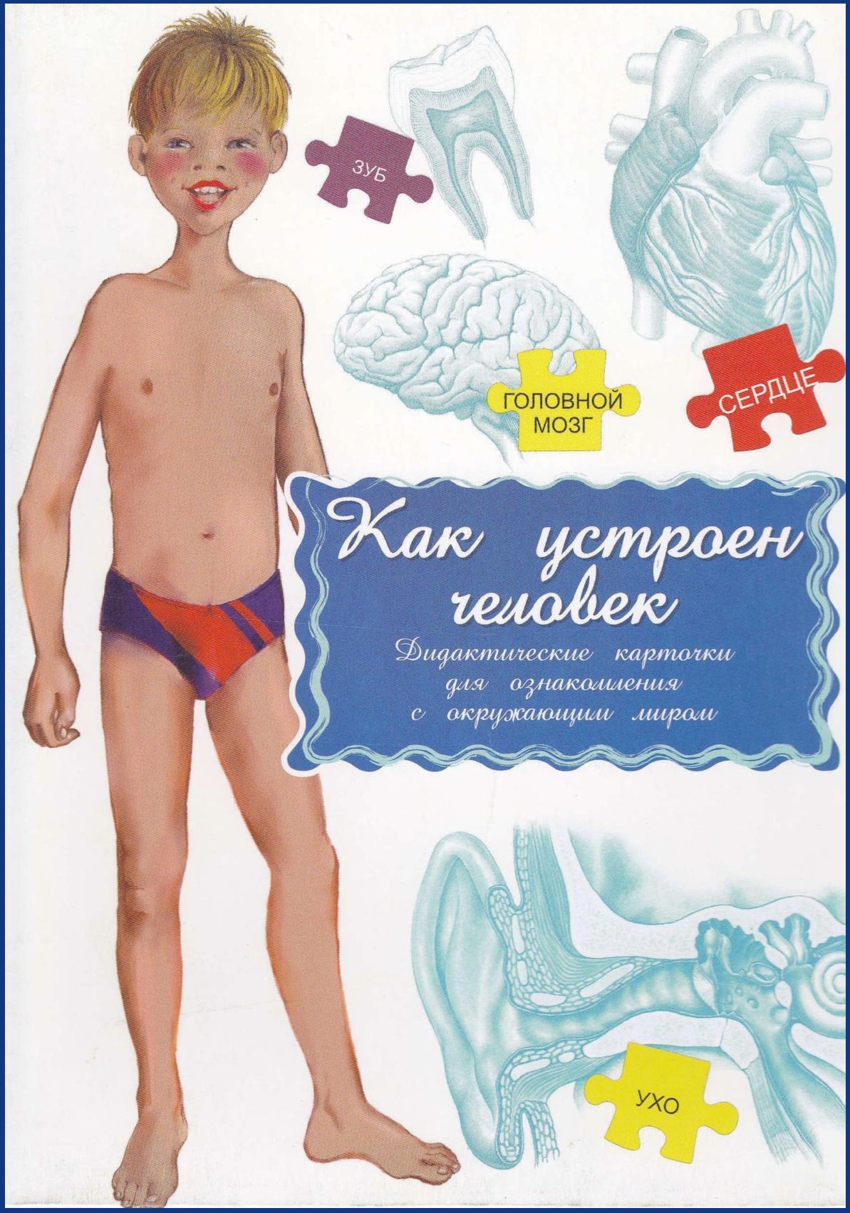 Дидактические карточки. Как устроен человек?