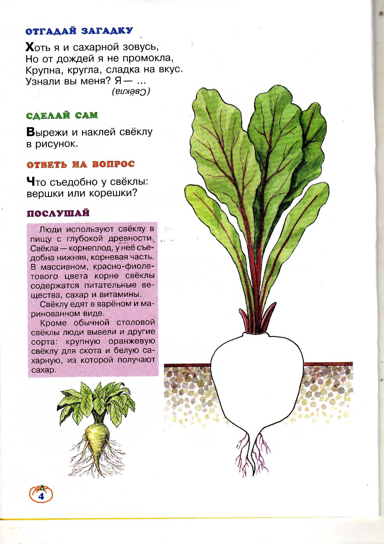 Вершки и корешки план