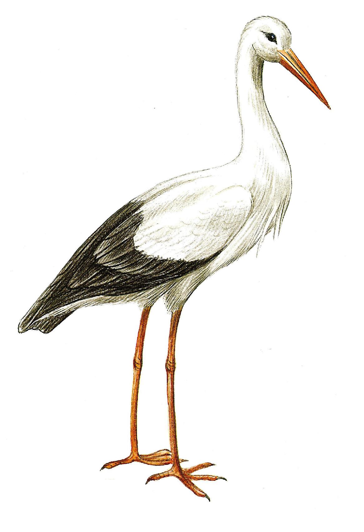 Аист. Аист рисунок. Перелетные птицы. Аист с ребенком