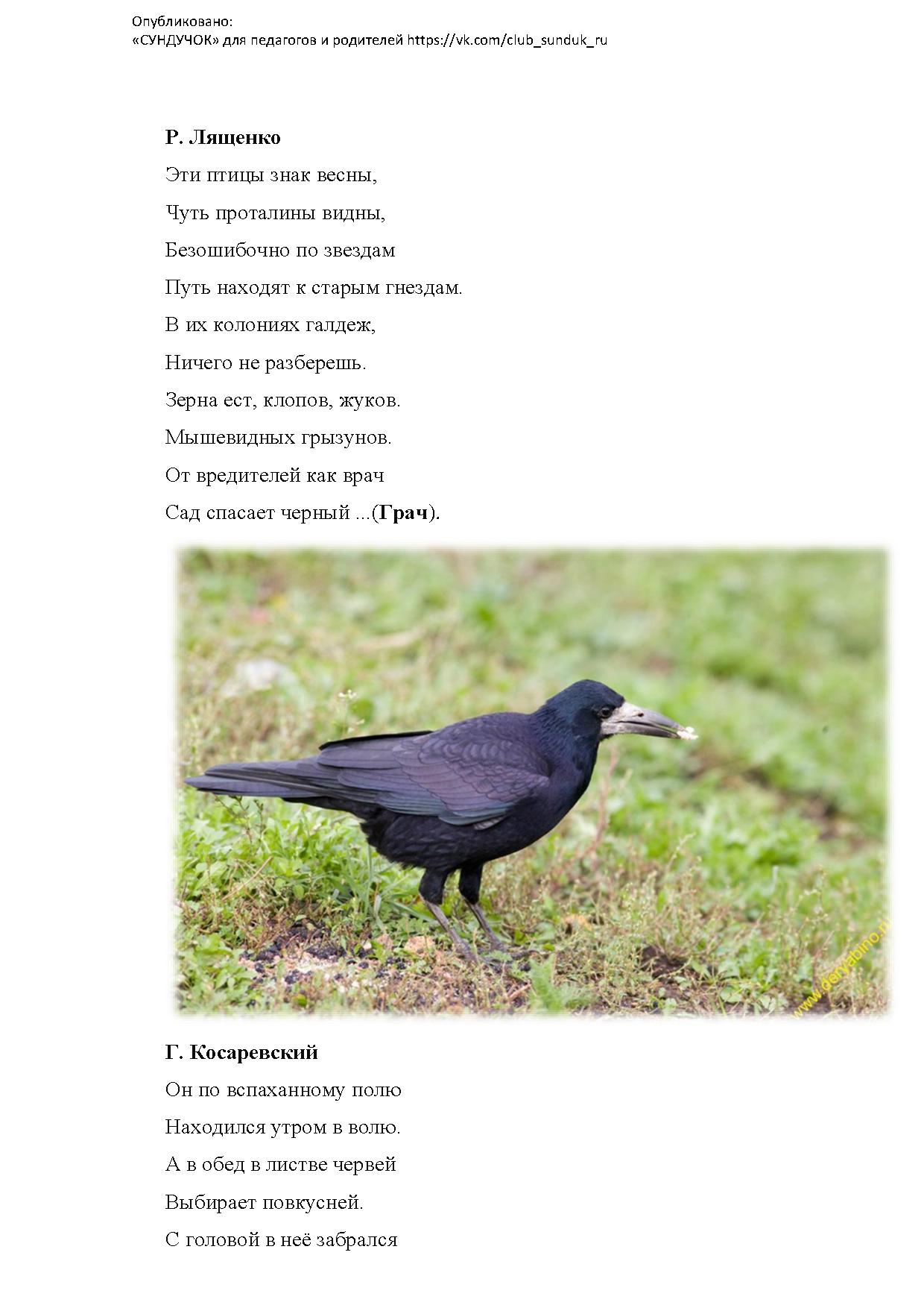 К какому жанру относится изображение птиц. К какому жанру относится изображение птиц