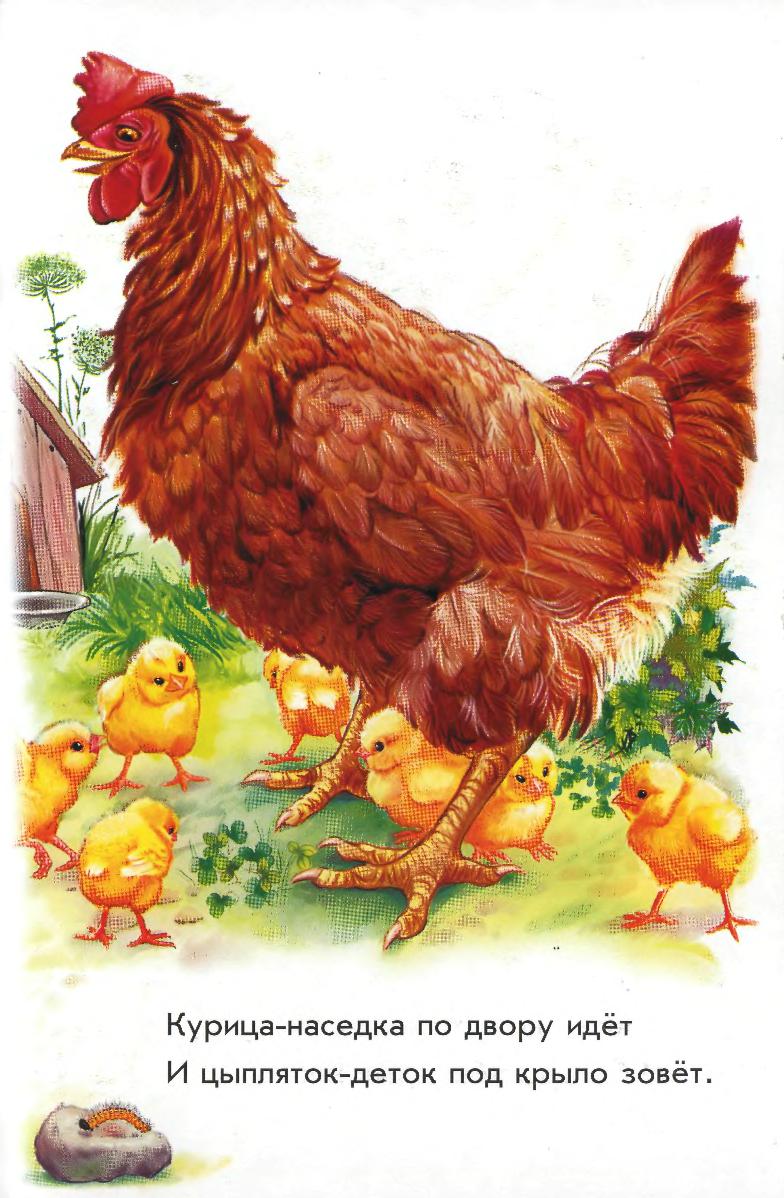 Загадка про кур. Стихотворение про домашних птиц. Домашние животные для детей. Загадка про курицу. Стихотворение про кур.