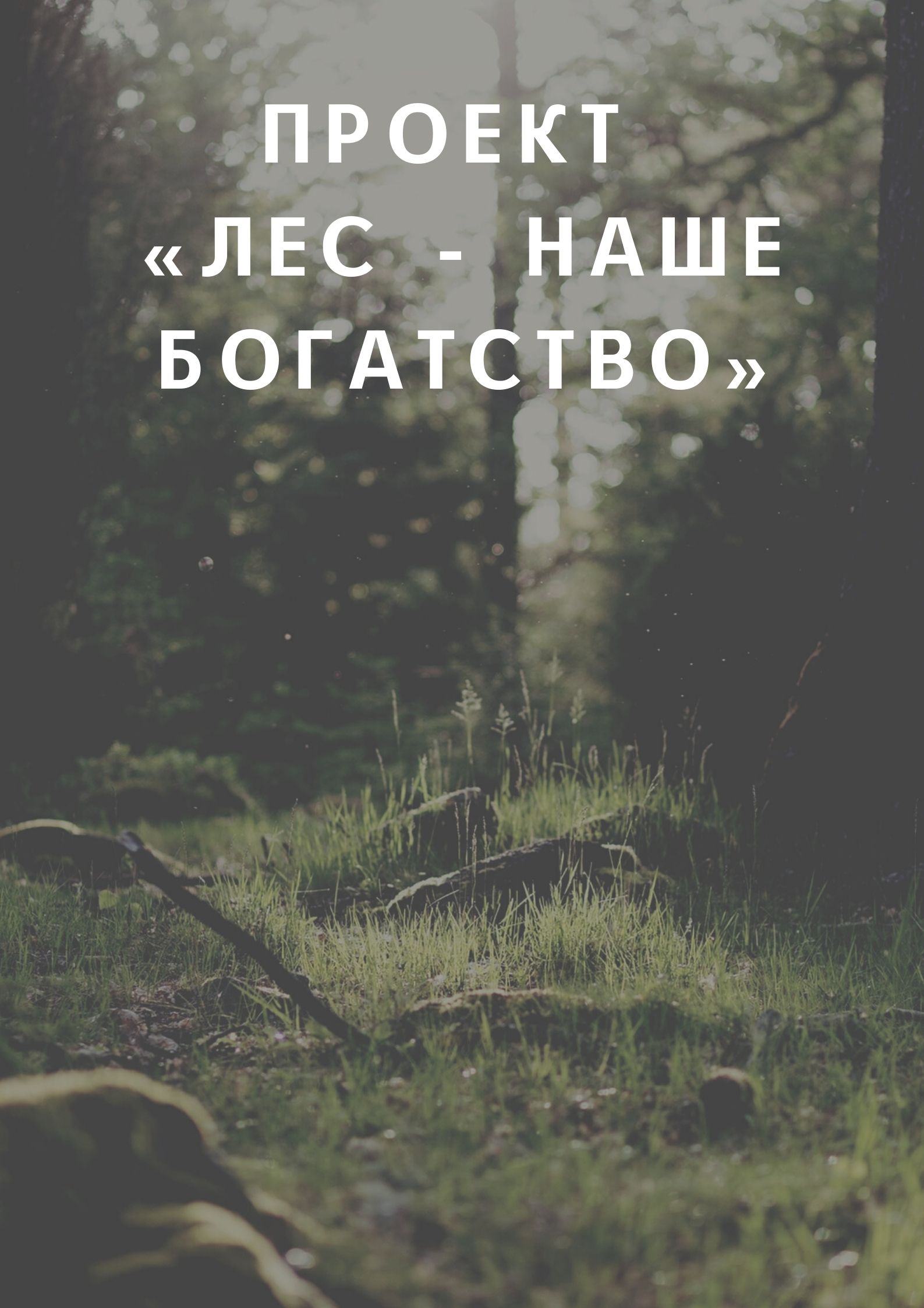Проект  «Лес - наше богатство»