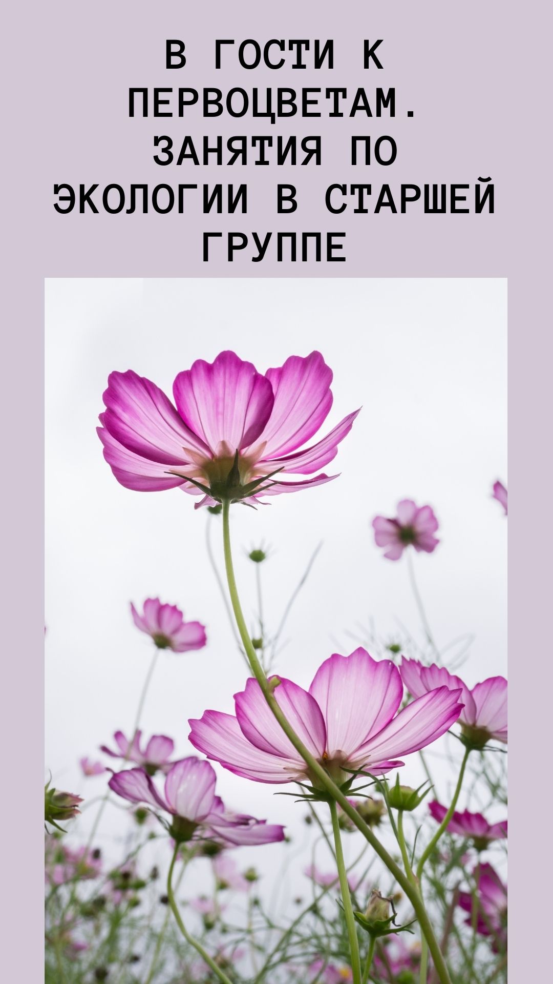 В гости к первоцветам. Занятия по экологии в старшей группе
