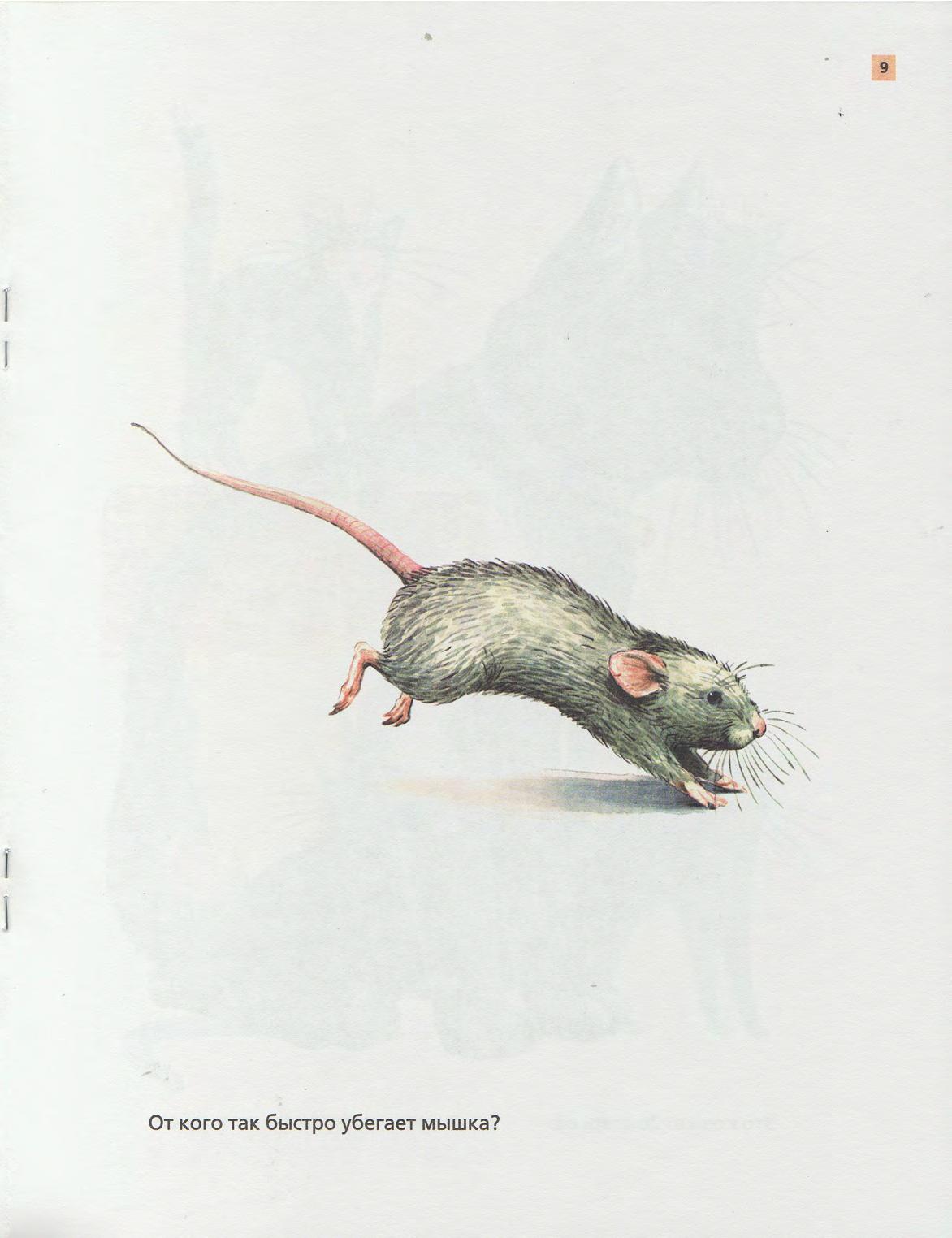 Полевая мышь убегает. Мышка убегает. Разбежались мышки вон. Ухаю на крыше разбегайтесь мыши. Мыши разбежались при виде света.