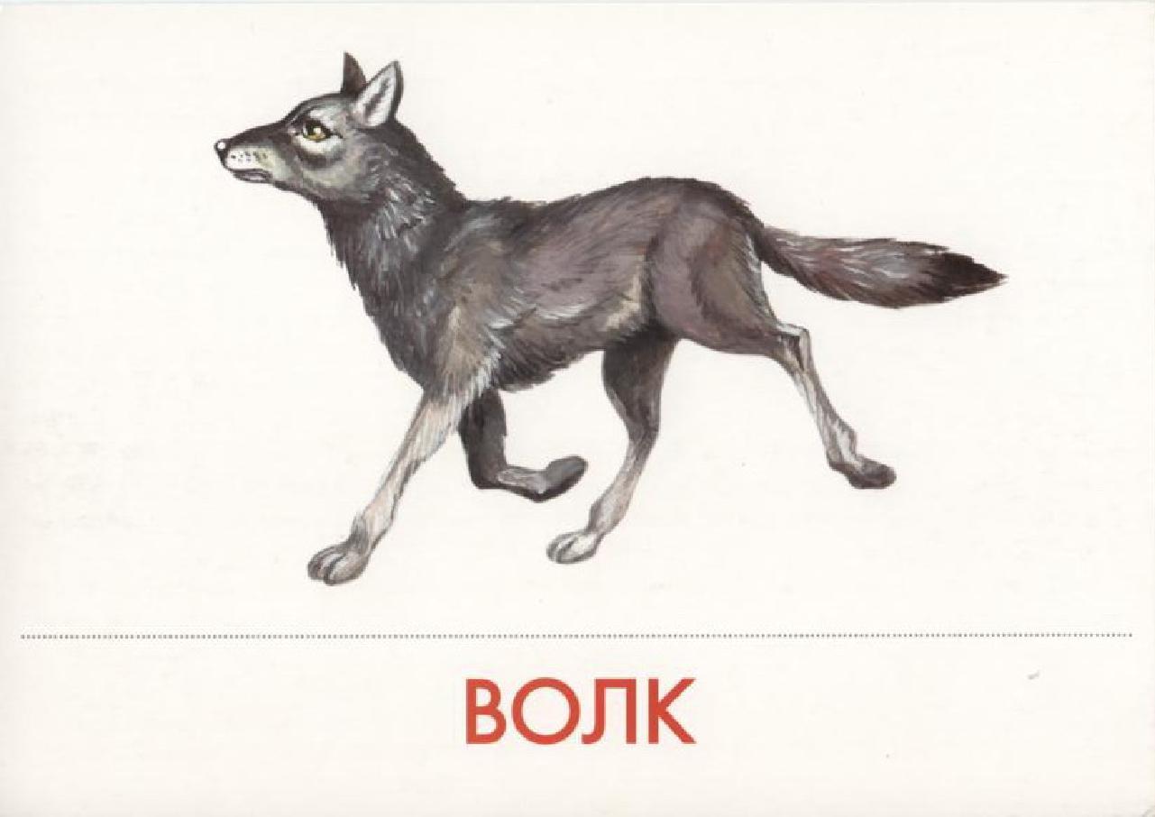 
Детские Картинки Волк