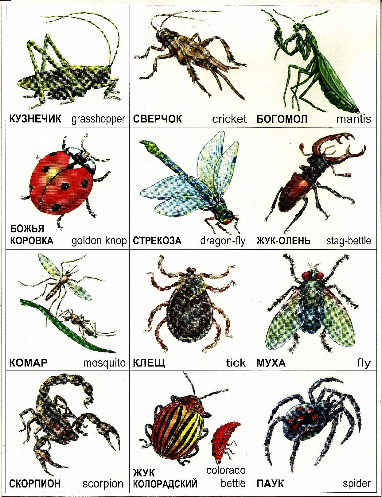 Виды насекомые список. Игра лото насекомые. Насекомые. Карточки. Картинки насекомых с названиями. Карточки для детей. Насекомые.