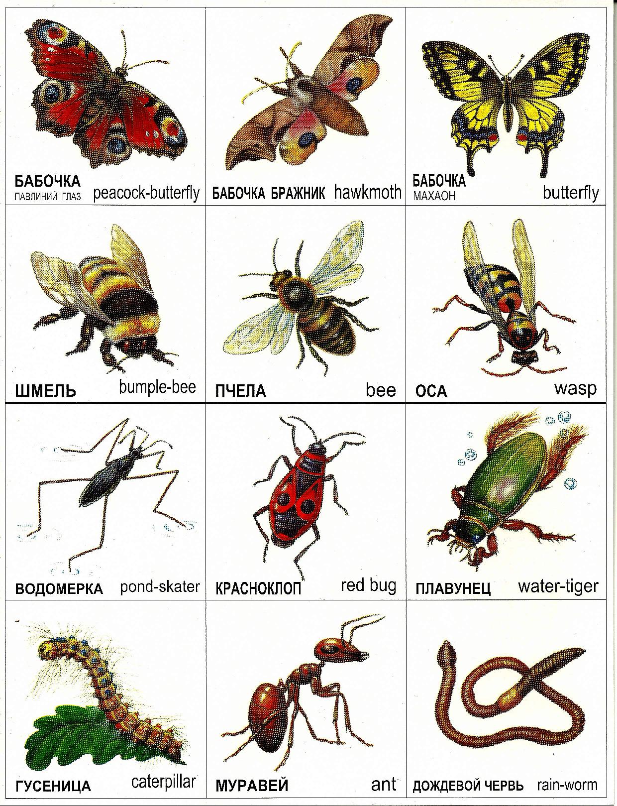 Три названия насекомых. Насекомые карточки для детей дошкольного возраста. Насекомые для ДОШКОЛЬНИКЛ. Насекомые с названиями для детей. Картинки насекомых с названиями.