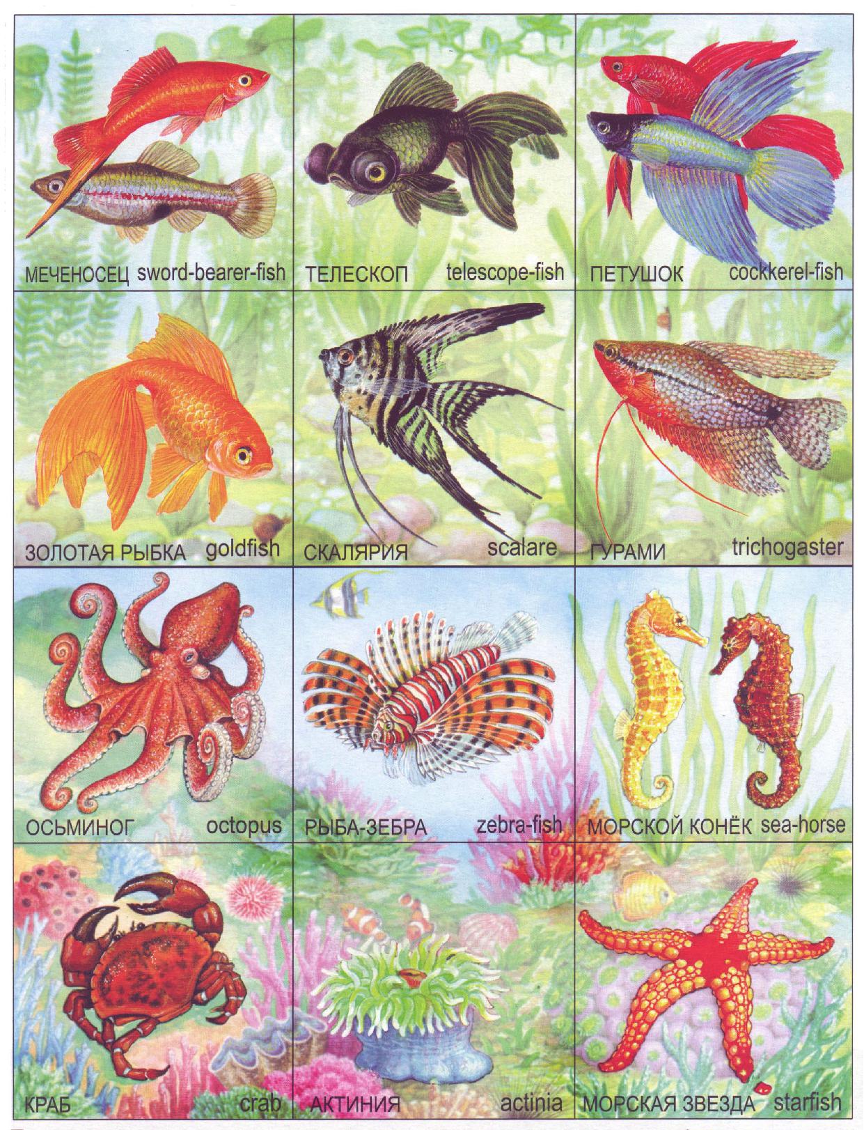 Аквариумные рыбки для дошкольников. Названия морских обита. Обитатели моря для детей. Обитатели океанов для детей. Дидактические карточки морские обитатели.