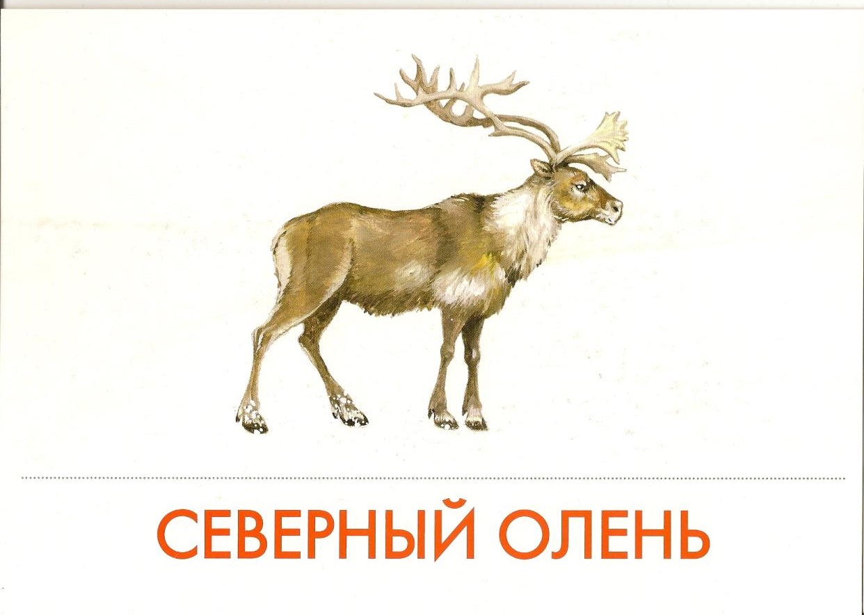 Рисунок к басне толстого олень