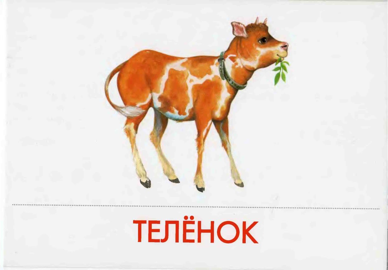 Домашние животные по одному картинки