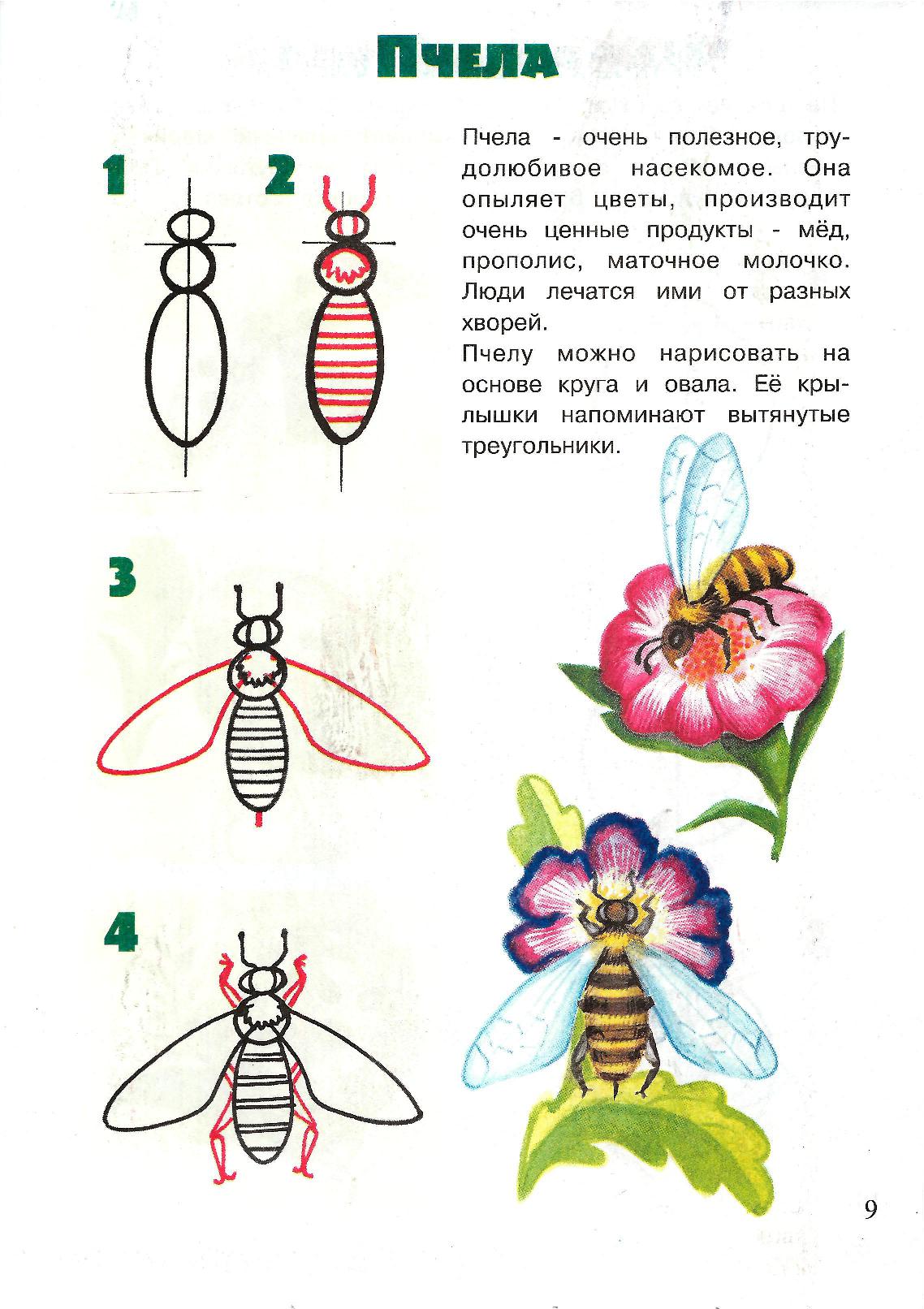 Нарисовать насекомое 2 класс