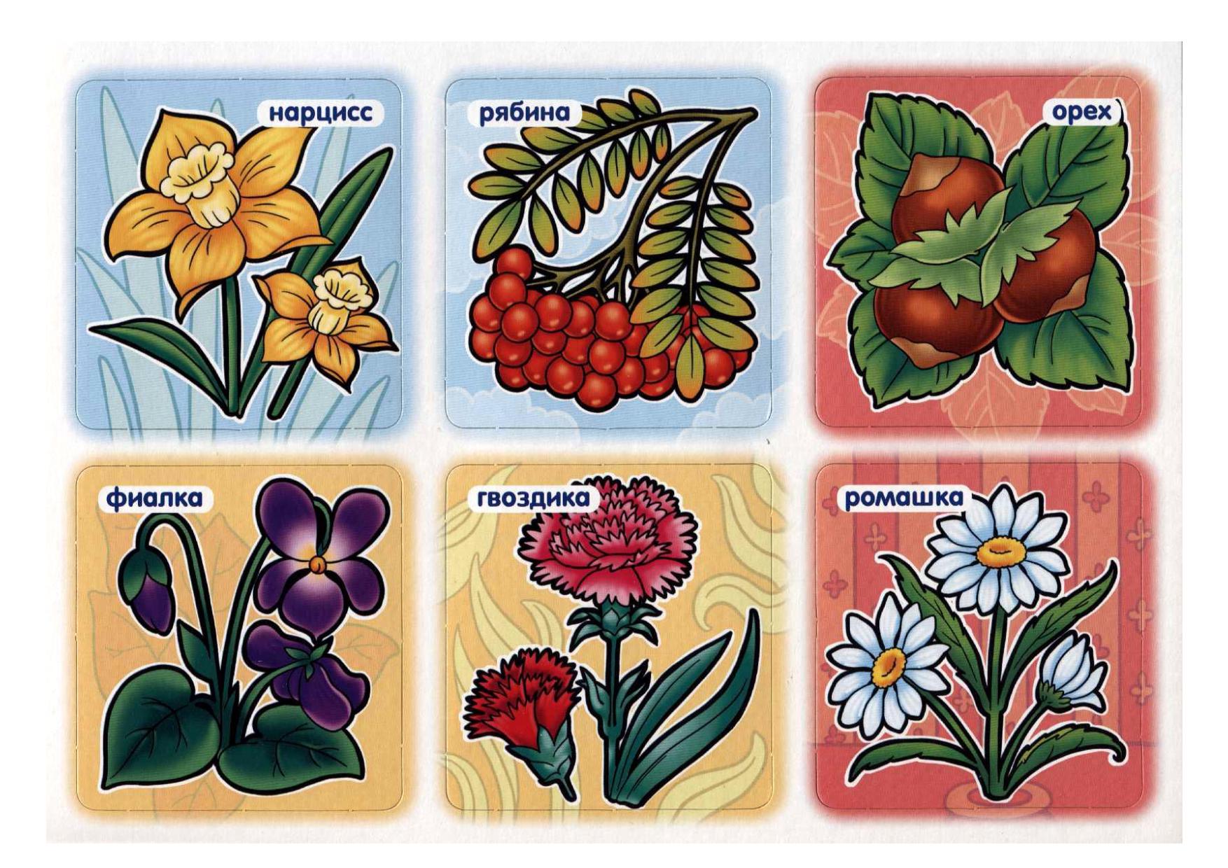 Игра растительный мир. Цветы. Обучающие карточки. Цветы карточки для детей. Карточки с изображением растений для детей. Лото растения.