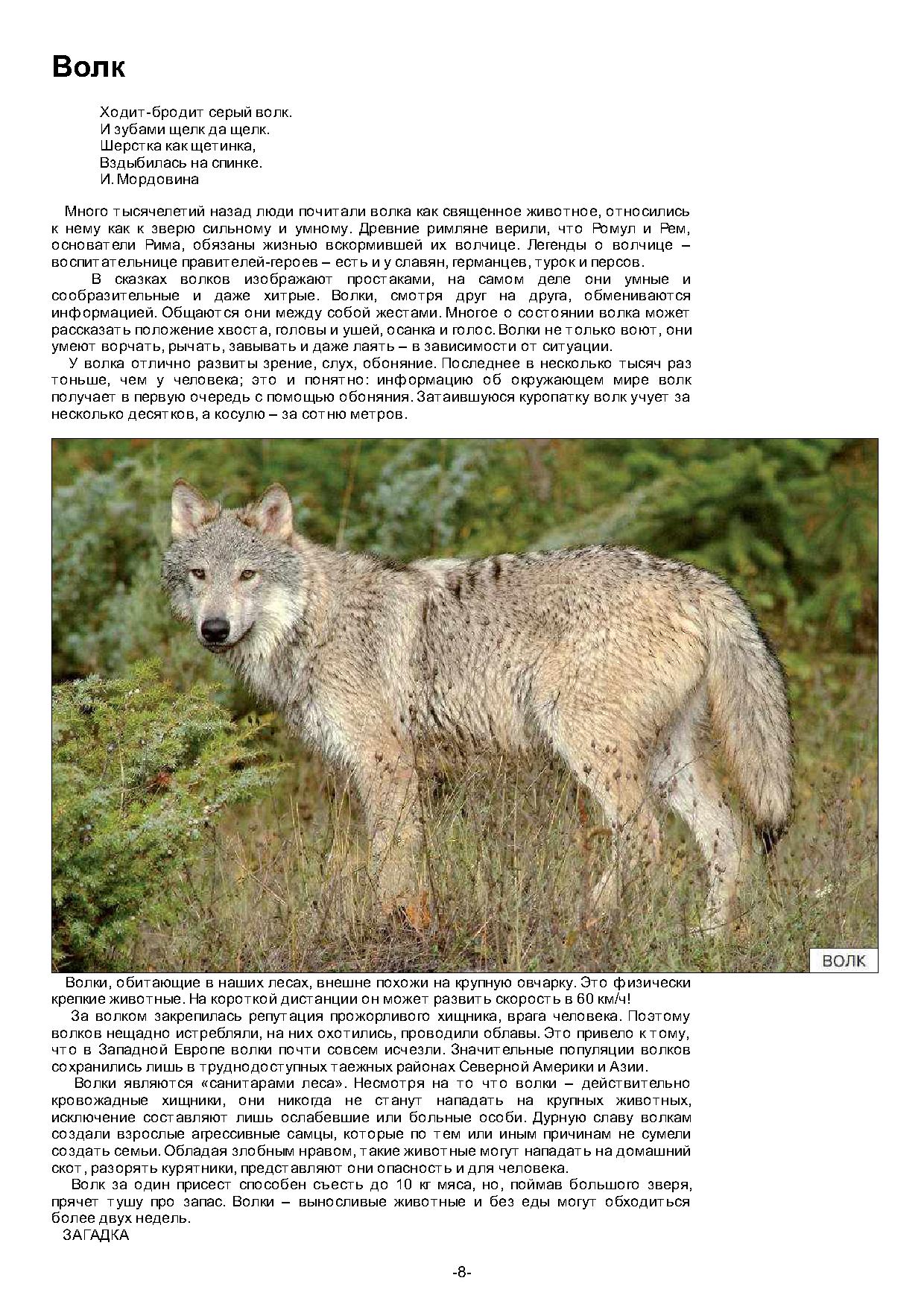 волки по снегу. волки. волчья стая сериал. о волках ходит много. о волках ходит много.