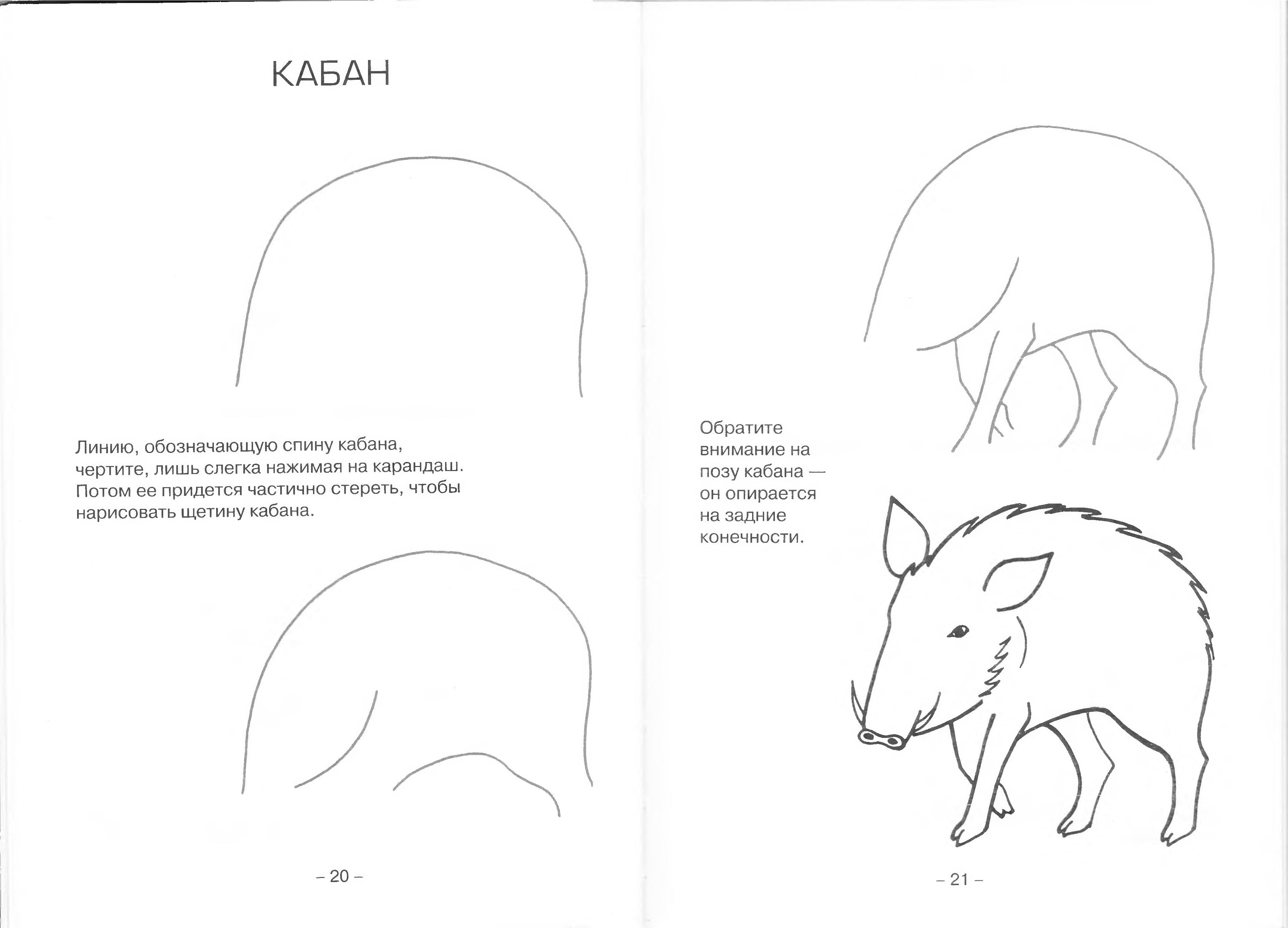 Как нарисовать дикого животного