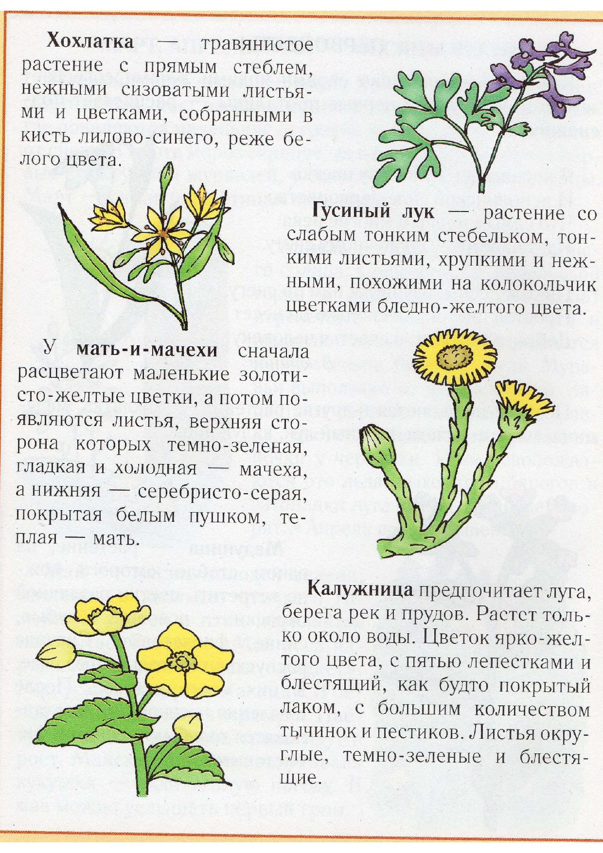 Калужница болотная диаграмма цветка