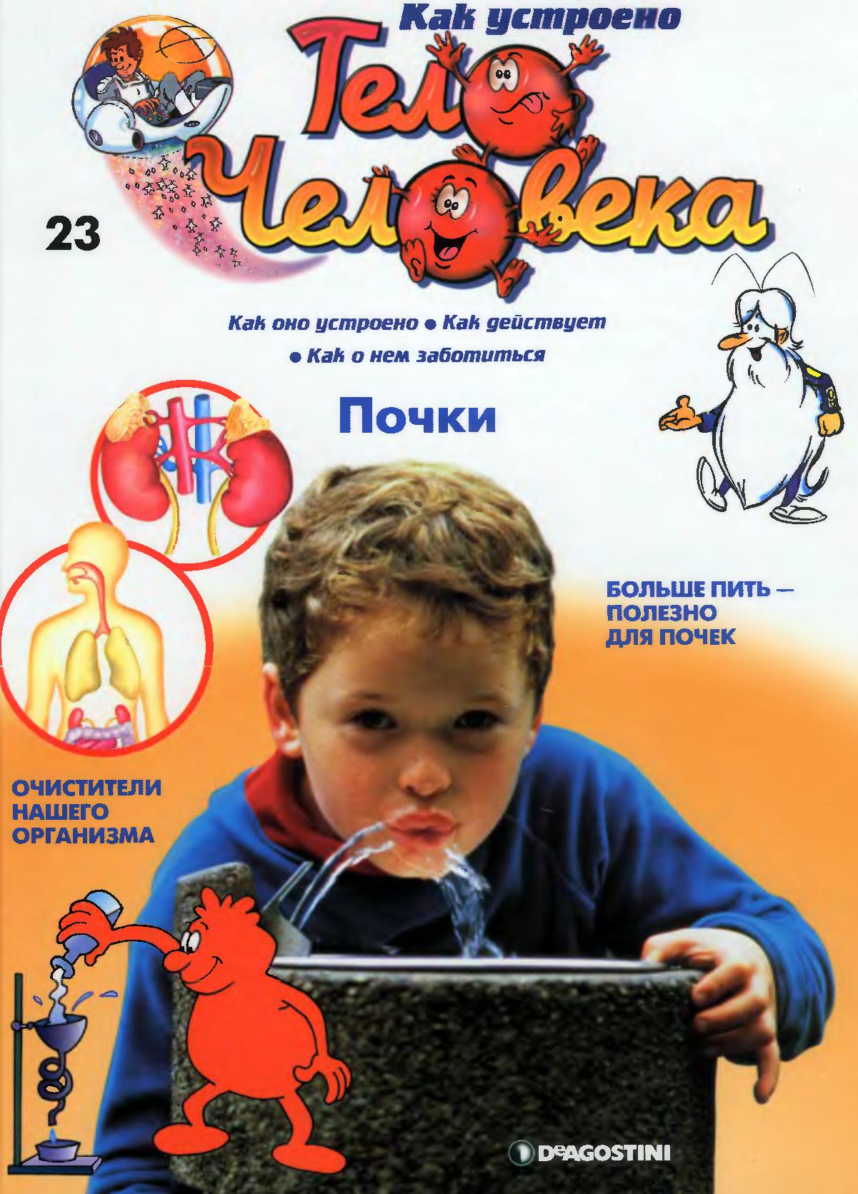 Тело человека. Почки