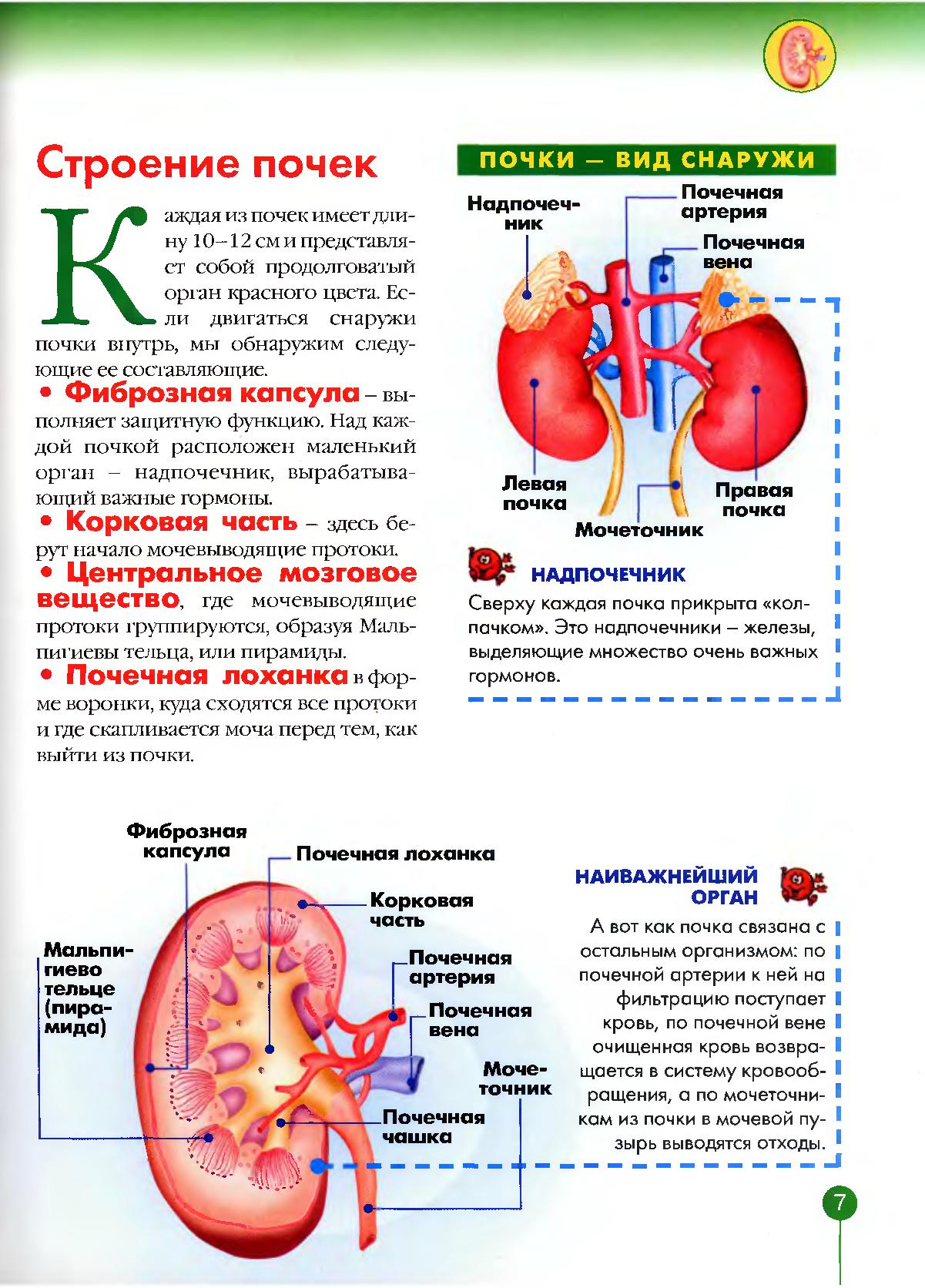 Тело человека. Почки | Дефектология Проф