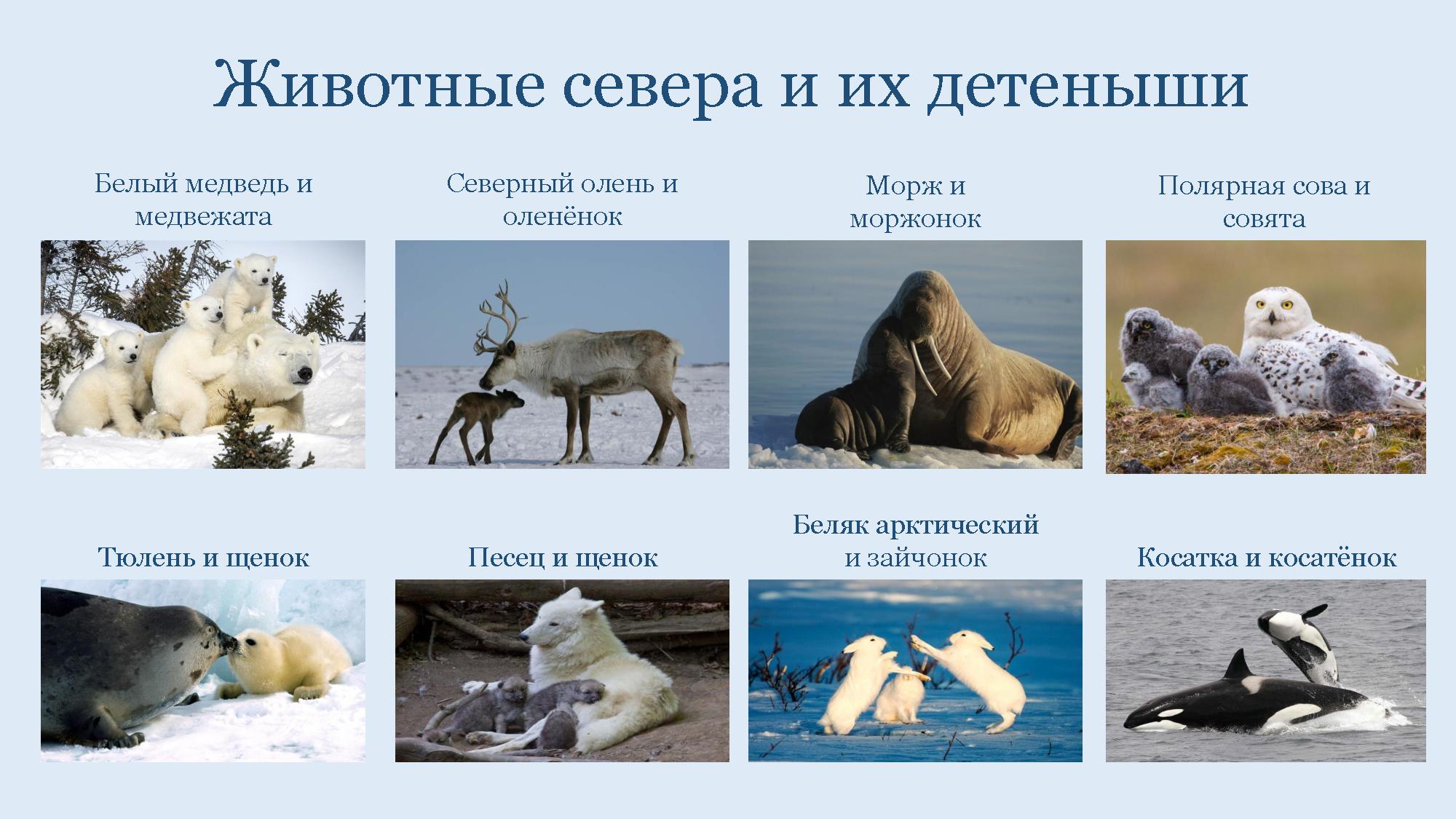 Подпиши рисунки животных арктических пустынь