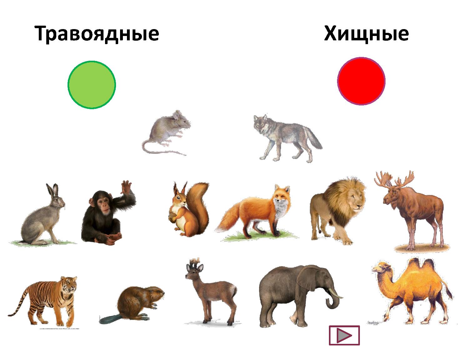 Презентация интерактивная животные