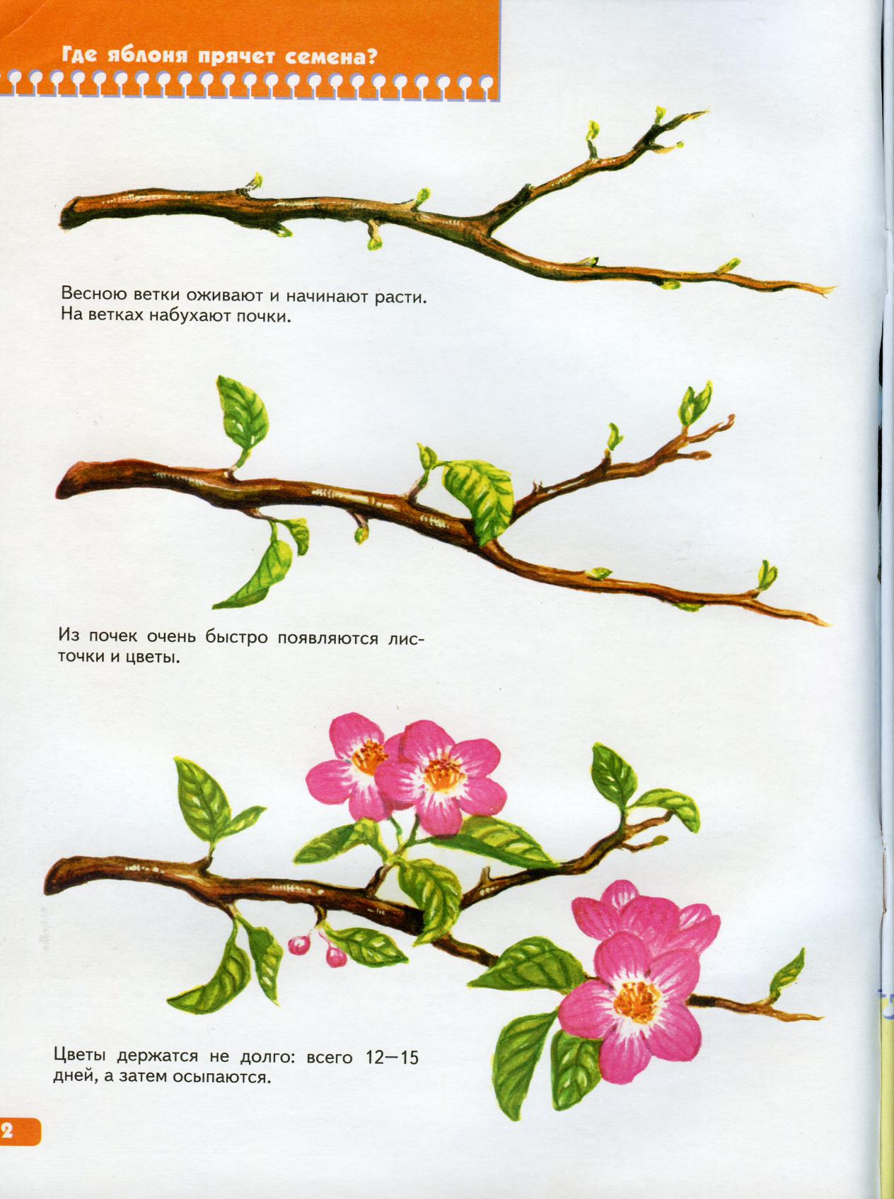 Этапы цветения яблони