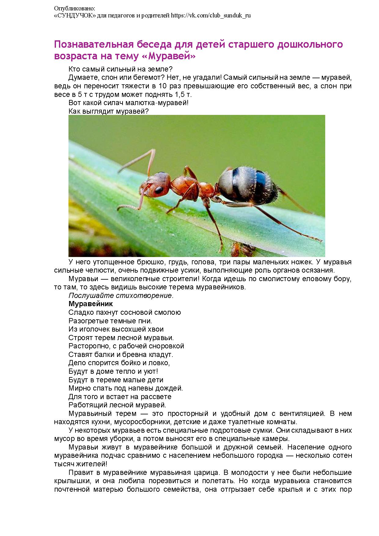 Познавательная беседа для детей старшего дошкольного возраста на тему « Муравей» | Дефектология Проф