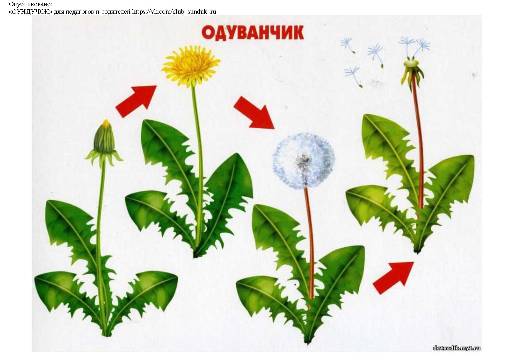 Какие растения появились раньше. Одуванчик лекарственный стебель. Одуванчик стадии развития. Одуванчик последовательность цветения. Растения для дошкольников.